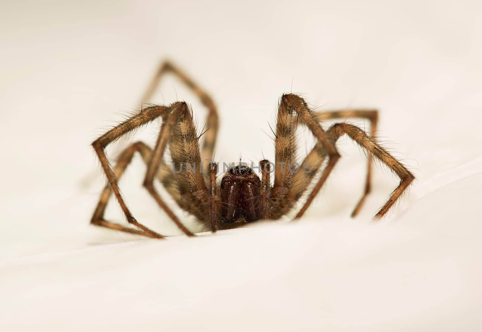 Small spider hunting after prey on white cover