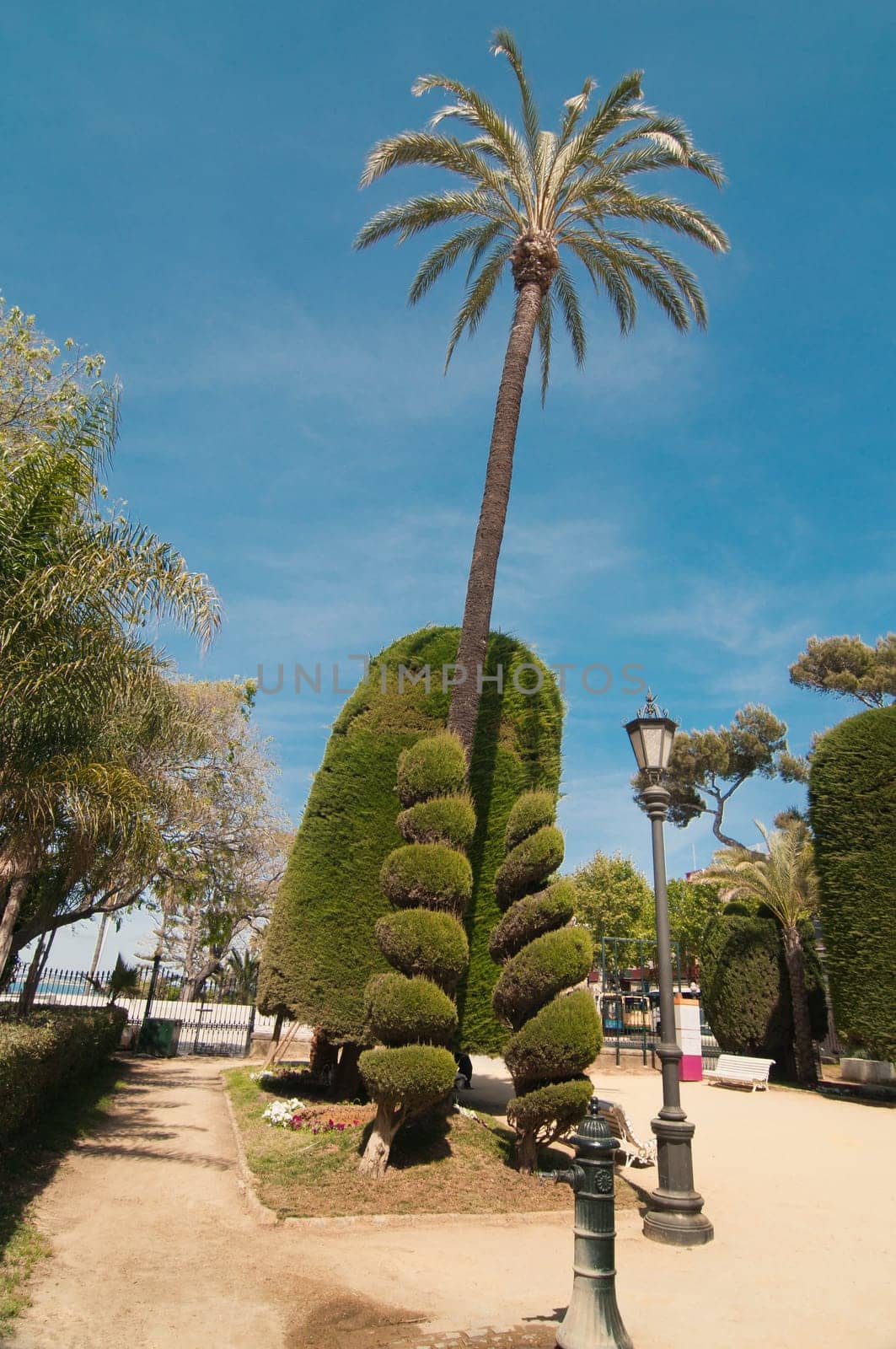 Palm trees and spiral conifers in Cadiz park