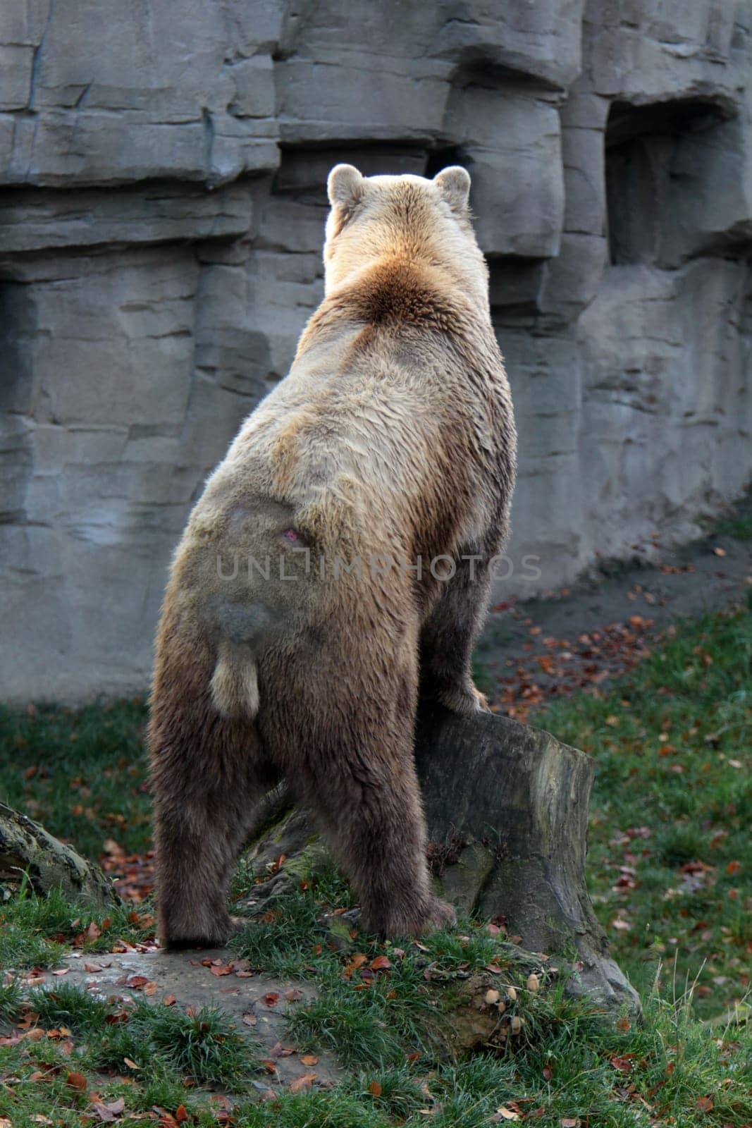 Brown bear