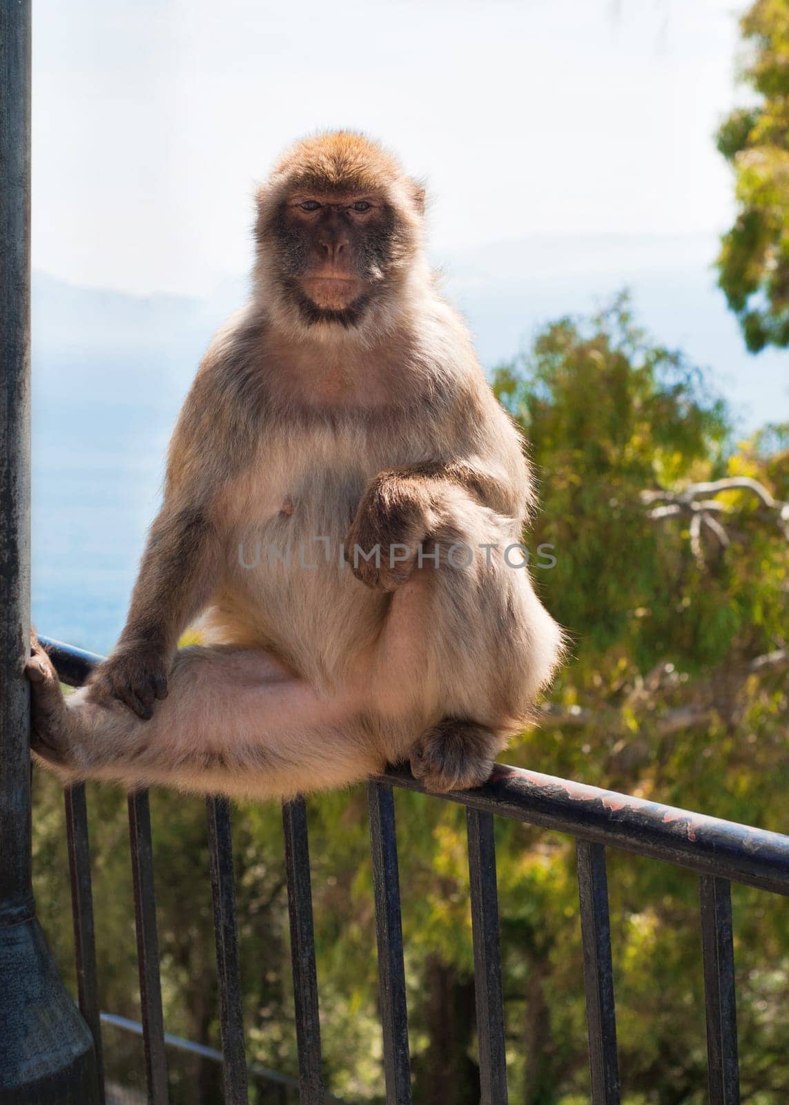 Ape in Gibraltar sitting and watching on you