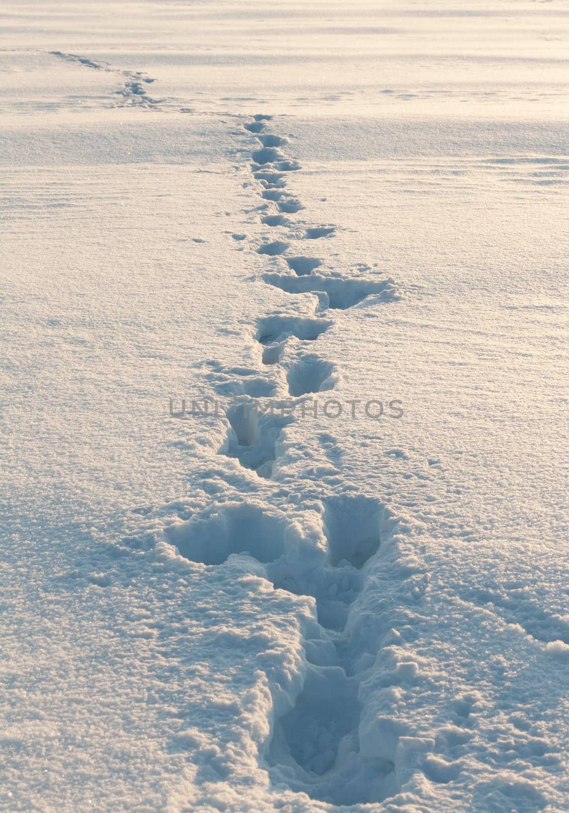 footprints in the snow stretching into the distance