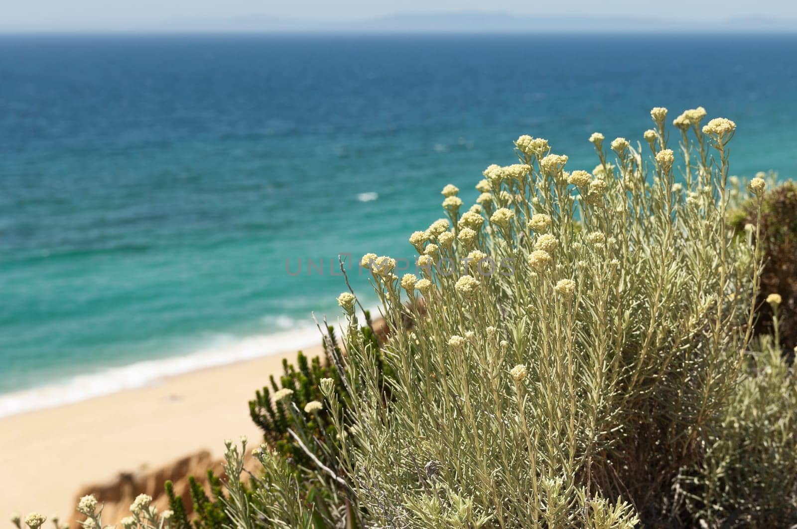Curry plant -  Helichrysum italicum subsp. picardii - in the sandstone cliffs of Gale beach, south of Portugal