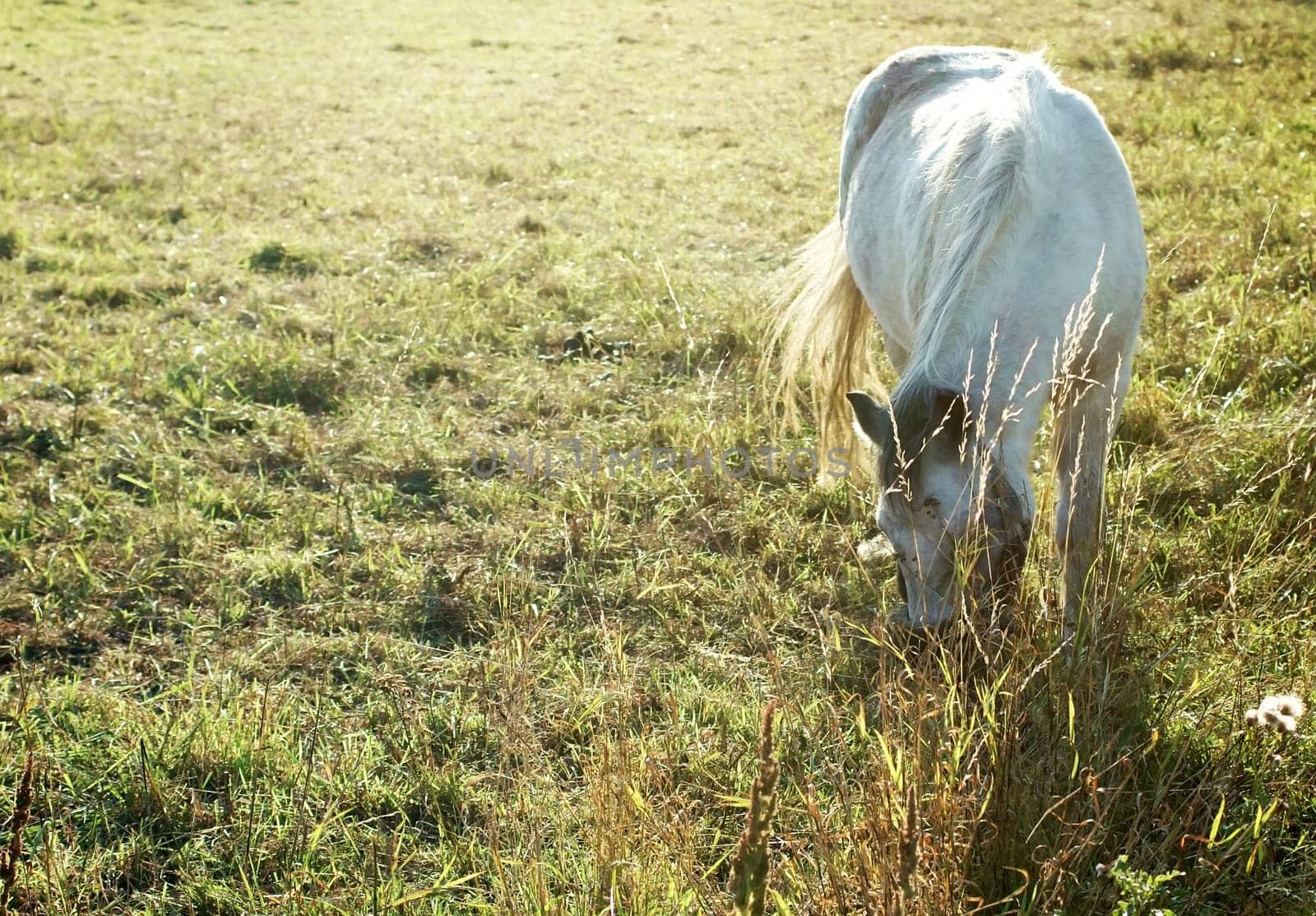 The dreamlike depiction of a white horse grazing in the sunlight.