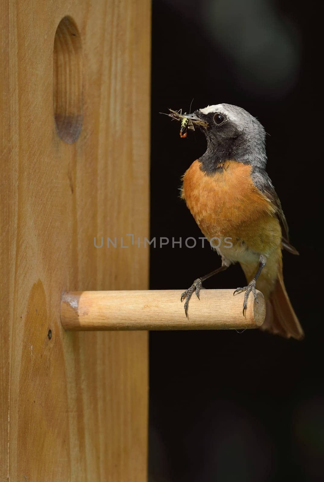 Redstart at the nest box