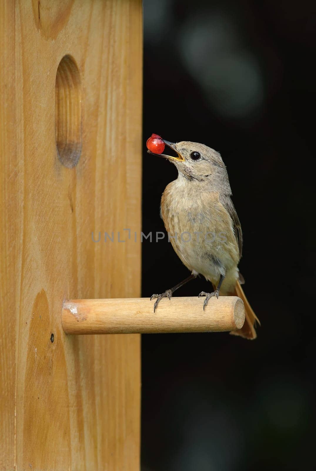 Redstart at the nest box