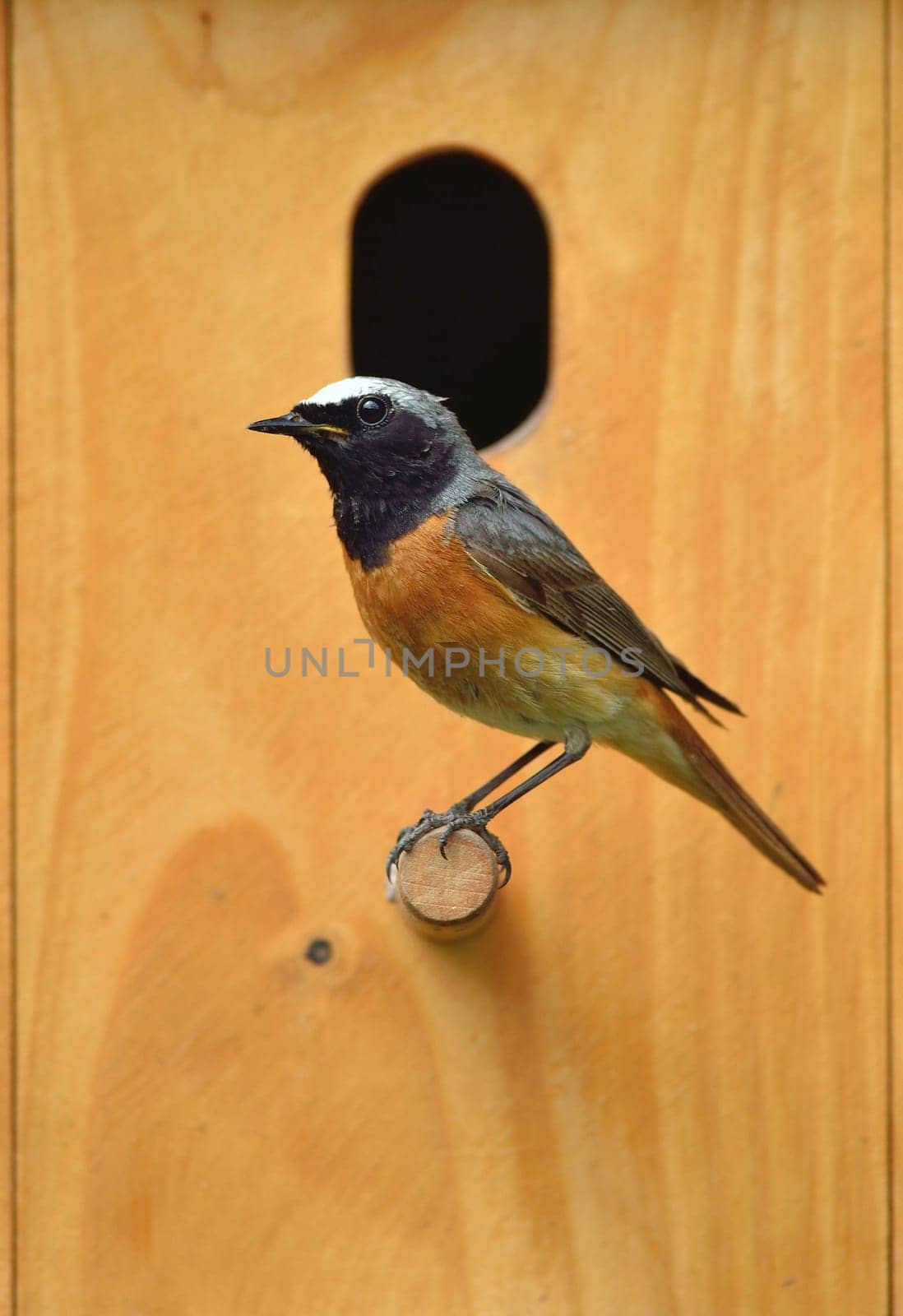 Common redstart