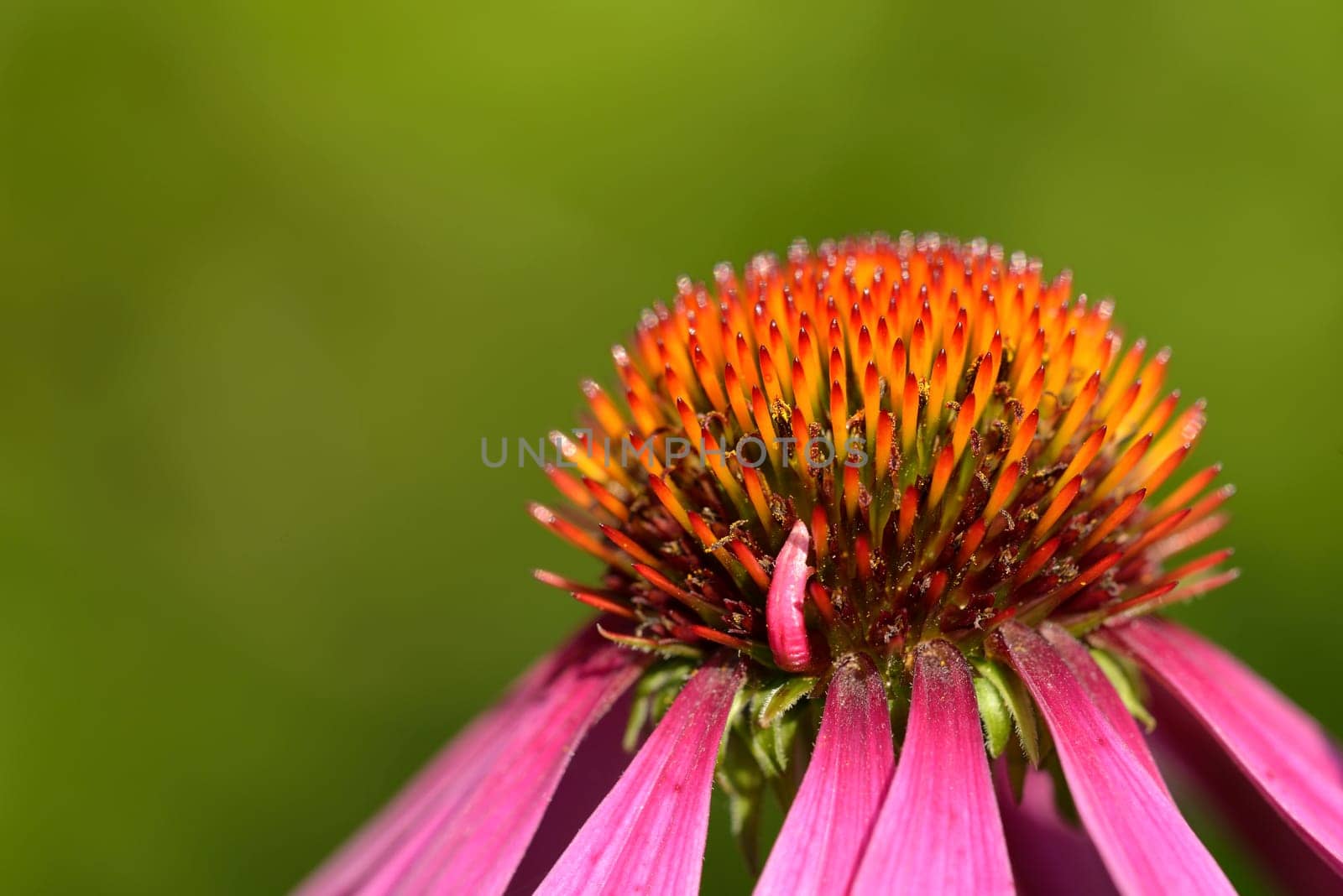 Echinacea