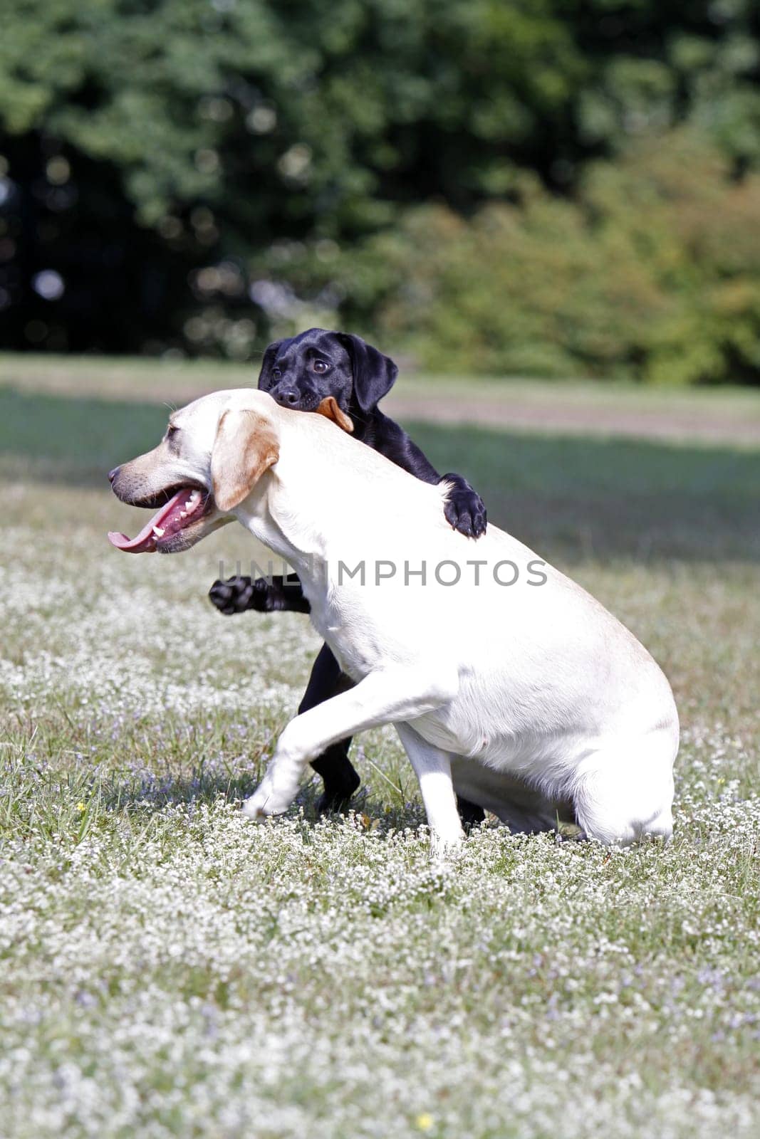 Playing Labrador Retrievers,including a black puppy