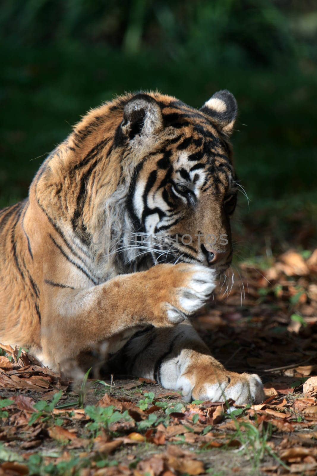 Sumatran tiger