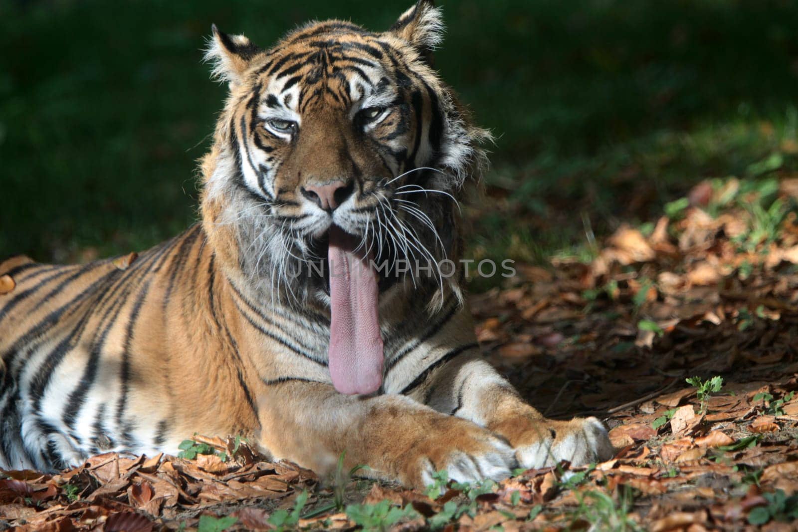Sumatran tiger