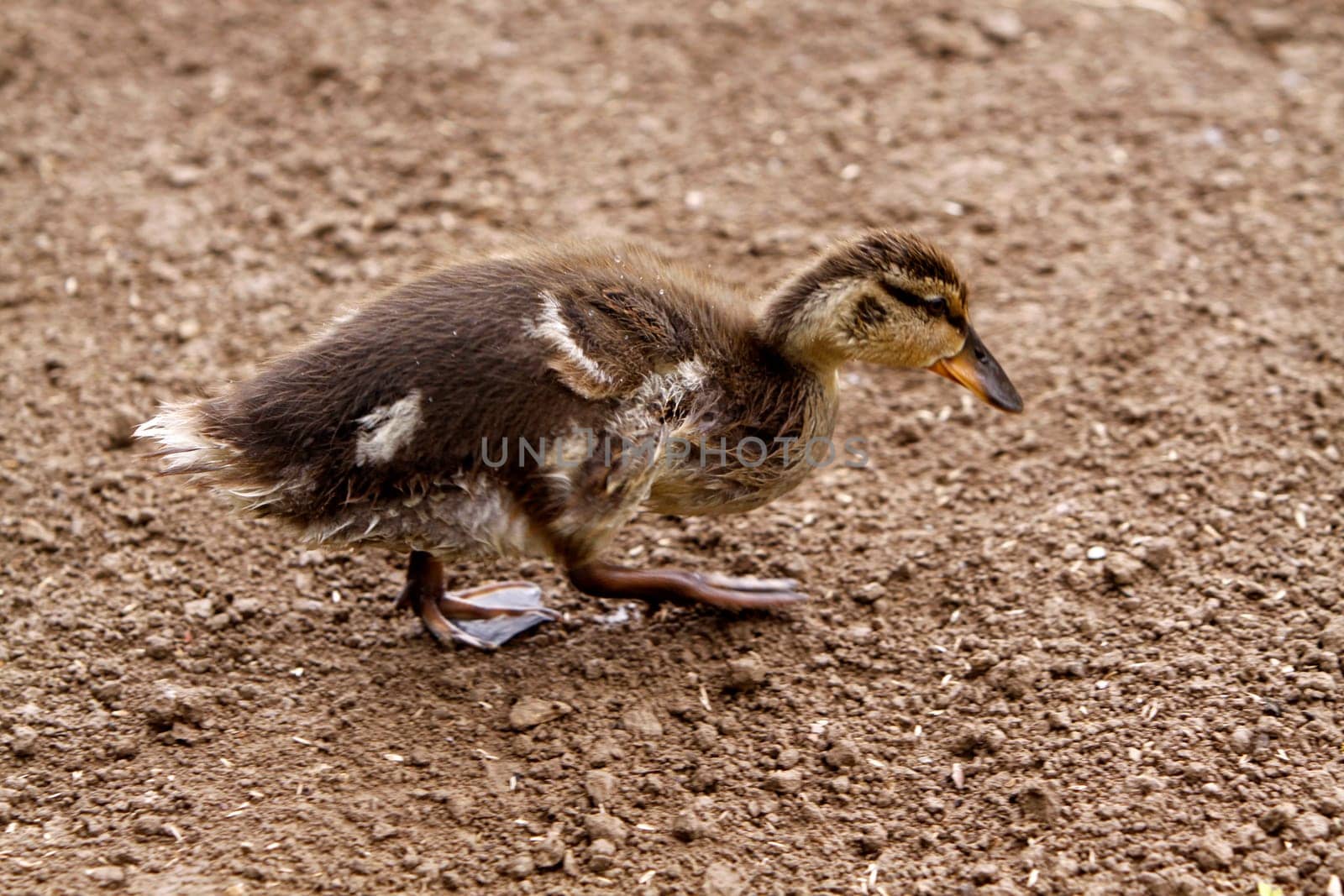 Mallard chicks