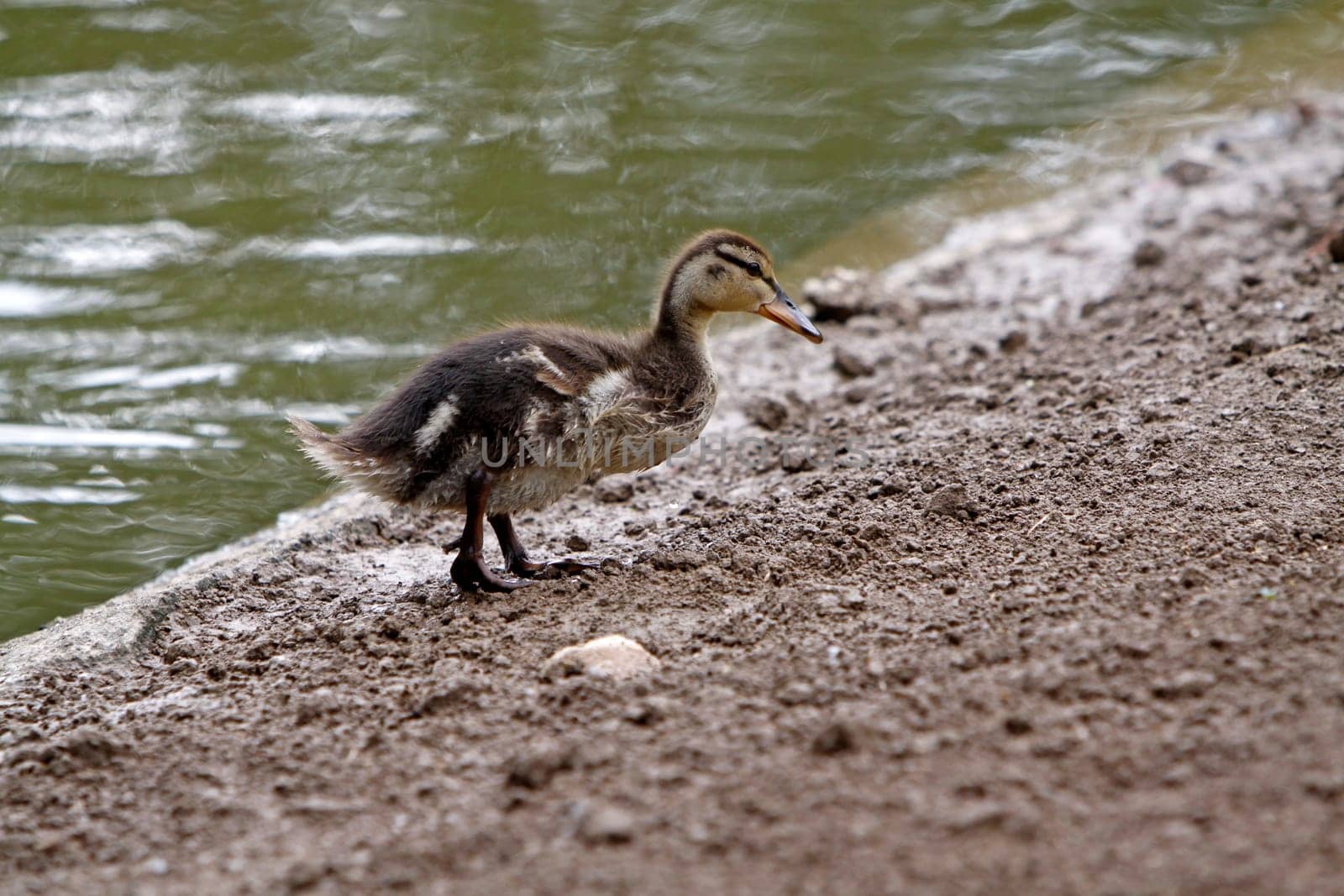 Mallard chicks