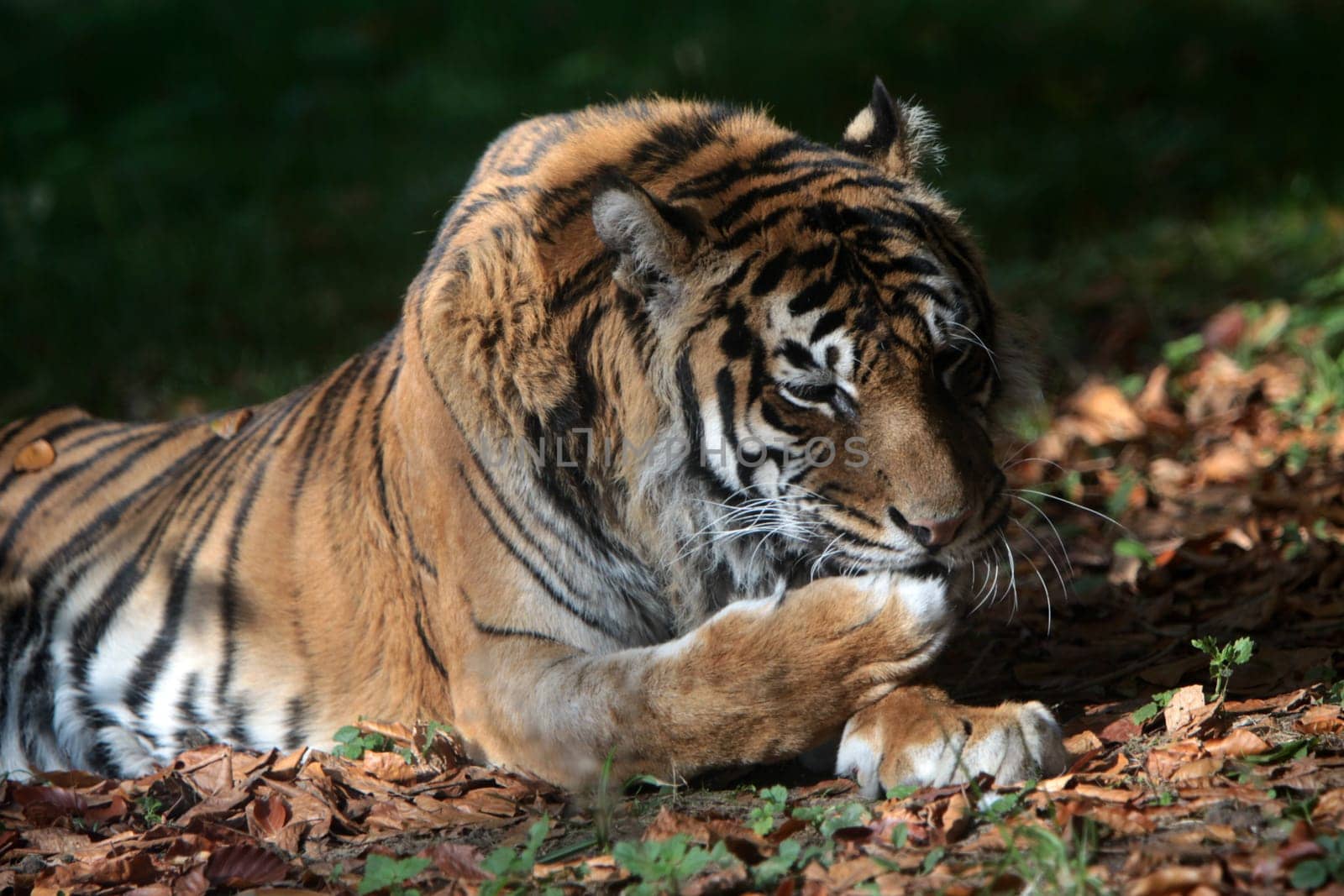 Sumatran tiger