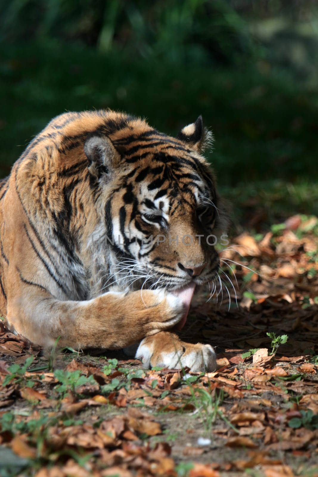 Sumatran tiger