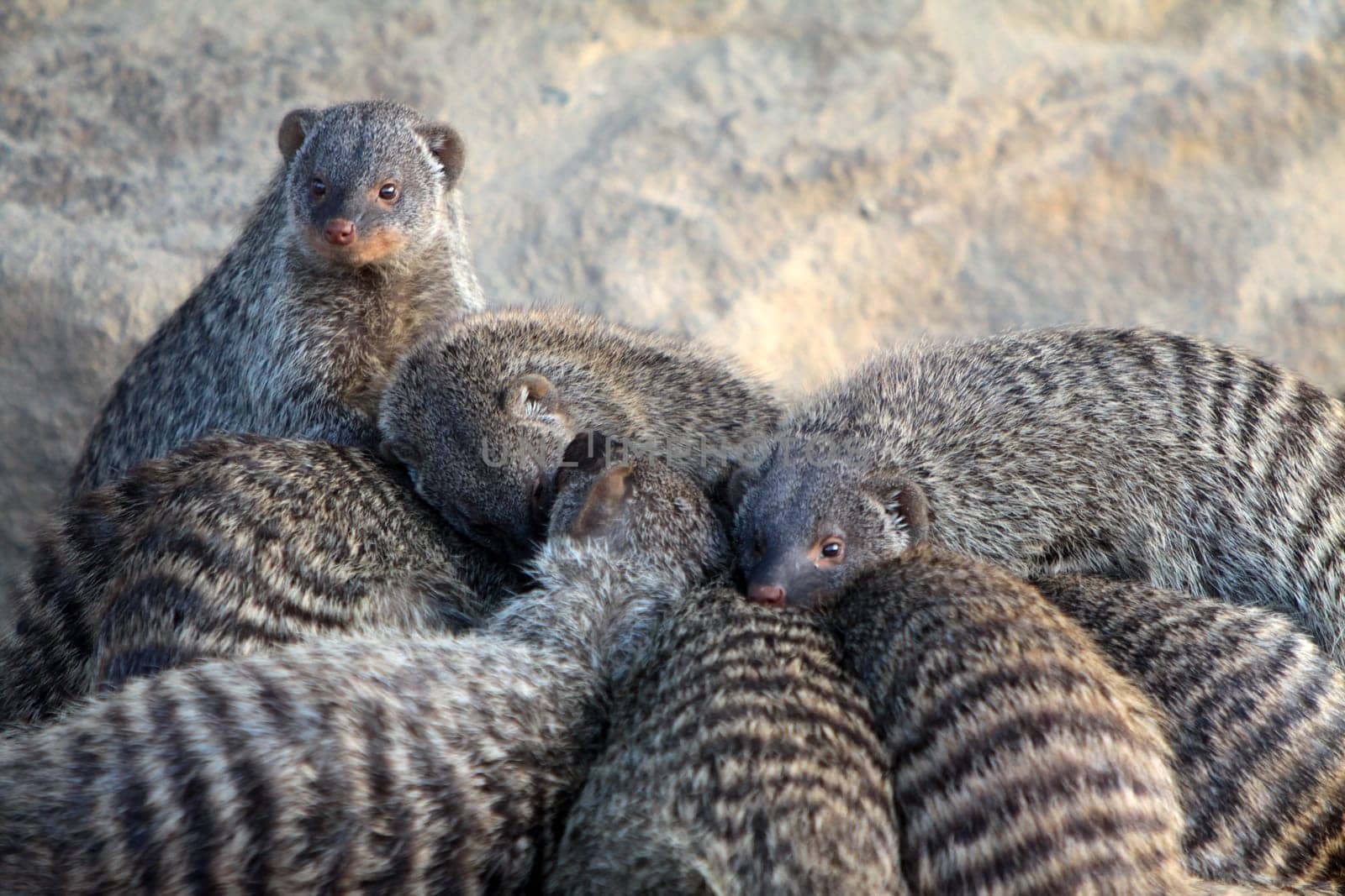 Zebra mongooses