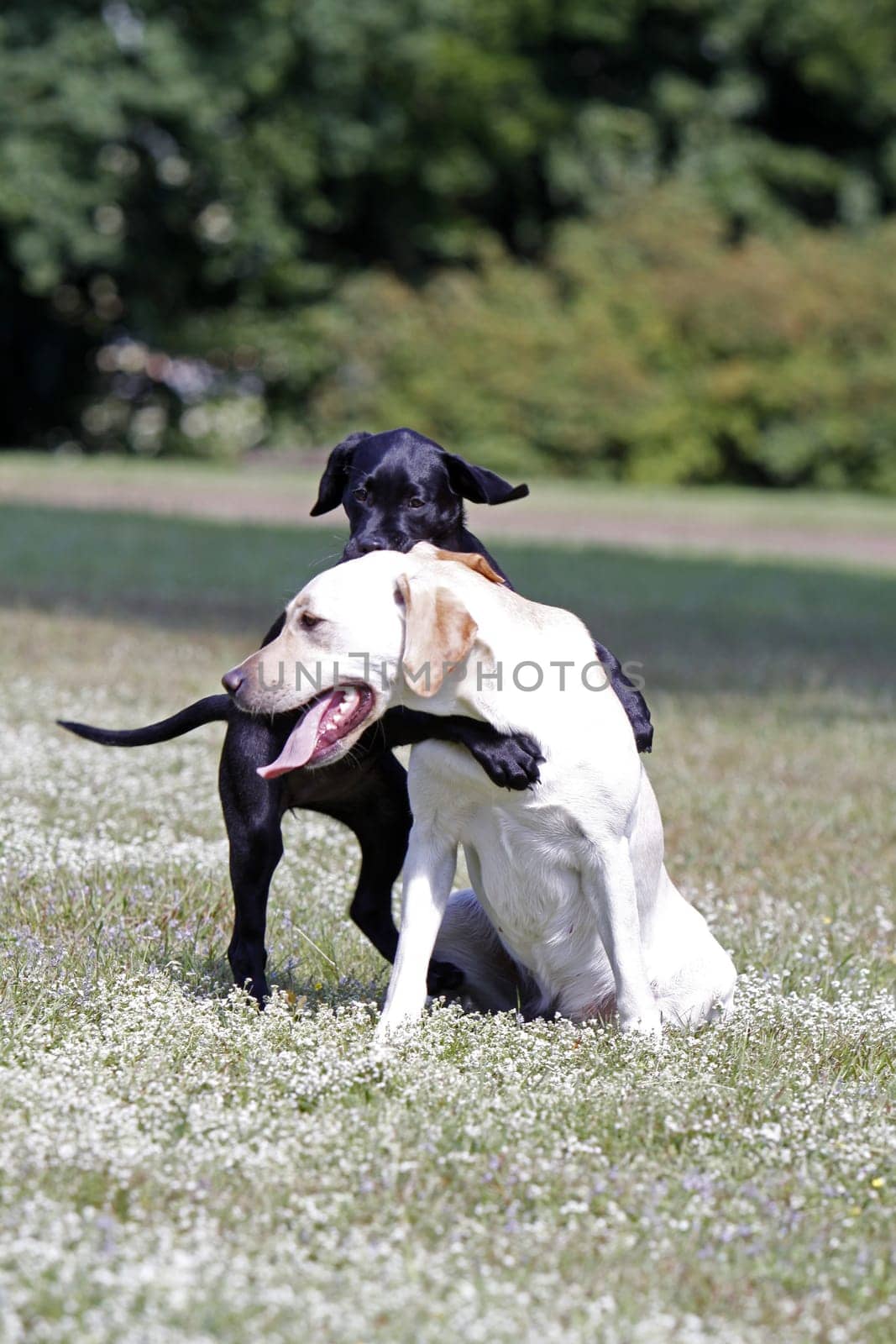 Playing Labrador Retrievers,including a black puppy