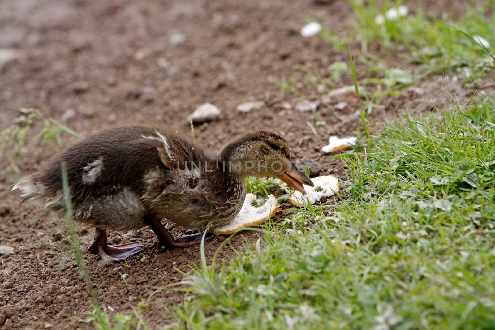 Mallard chicks