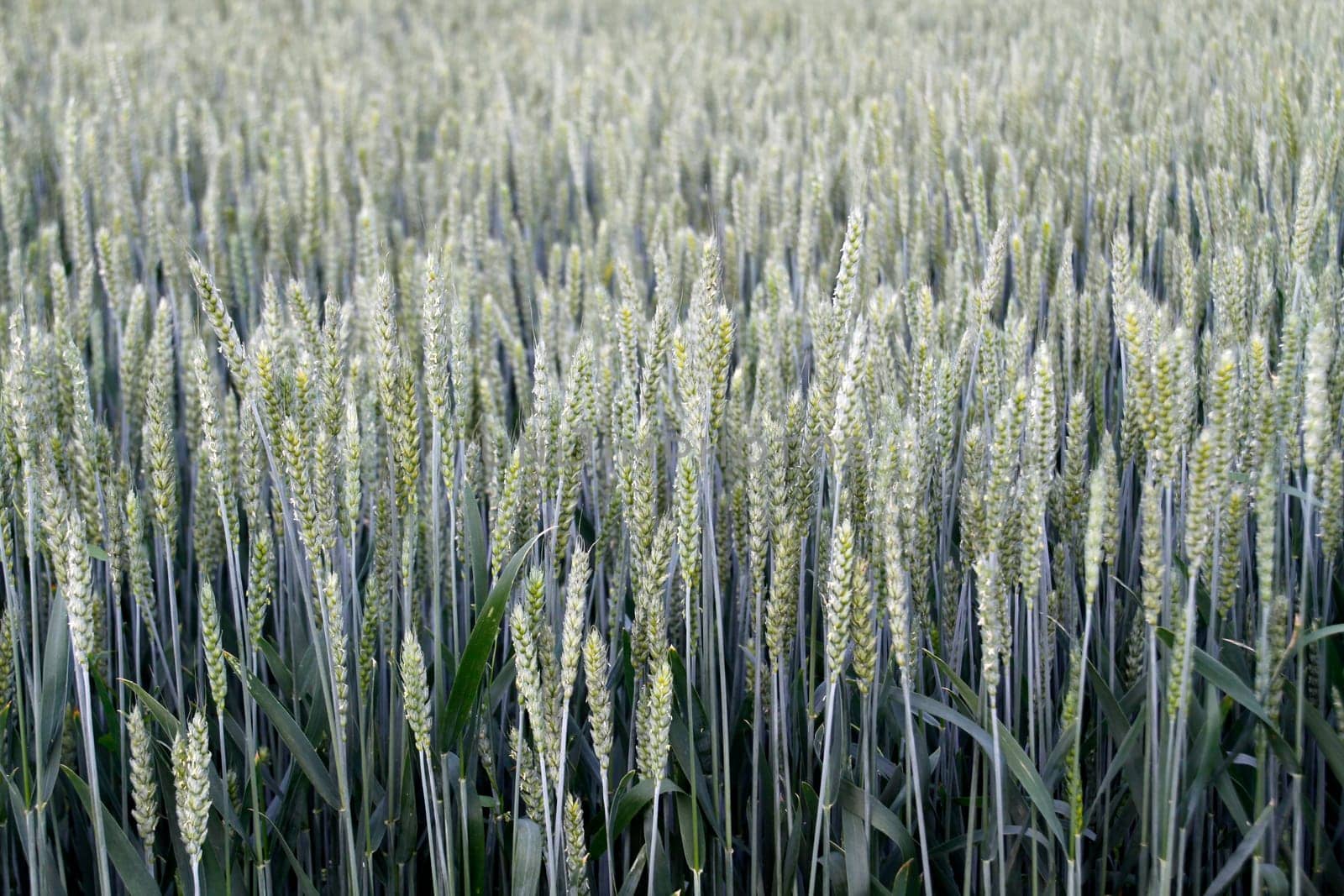Wheat