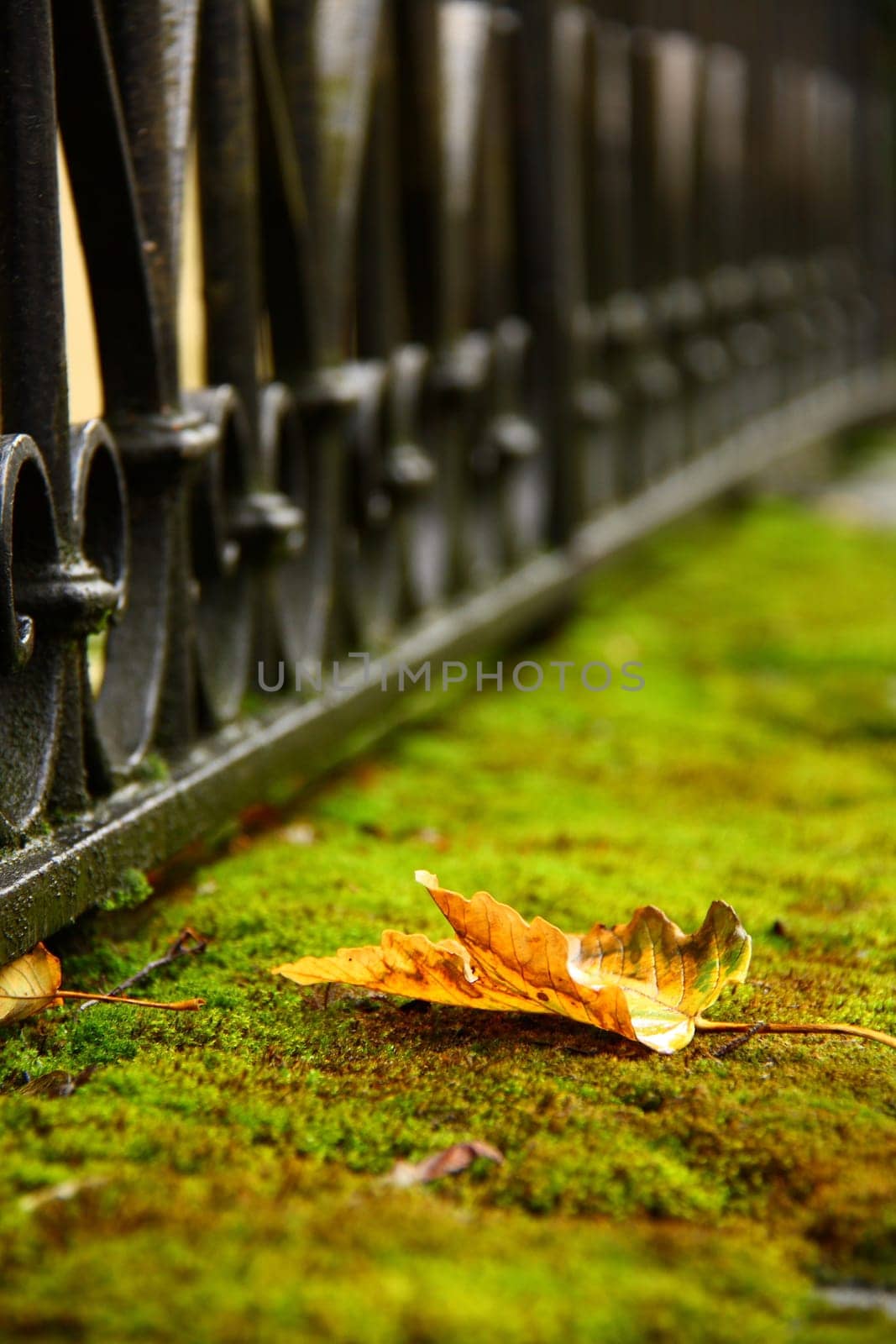 fallen leaf on moss in autumn photographed in close up