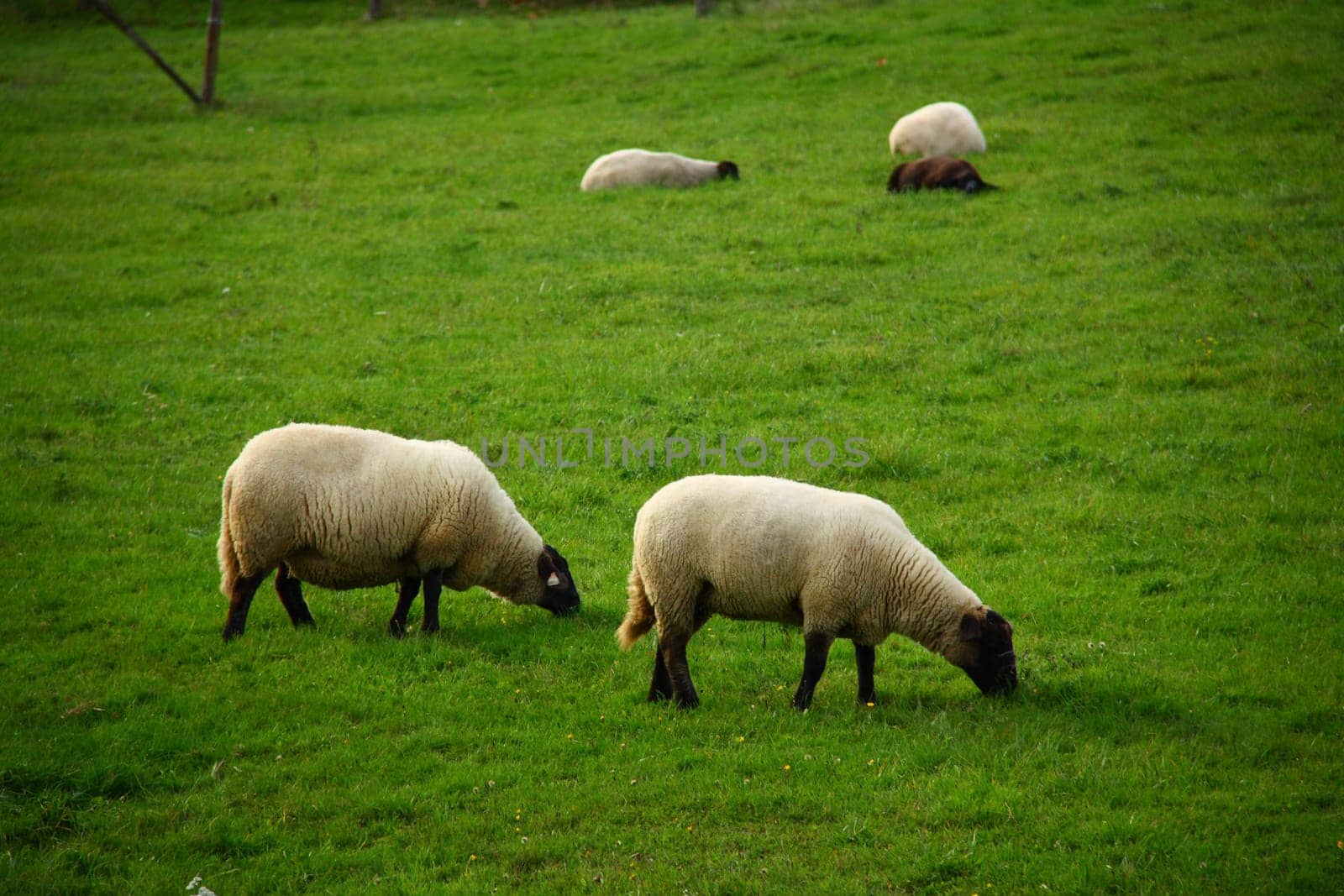 sheeps eating grass in farm from france