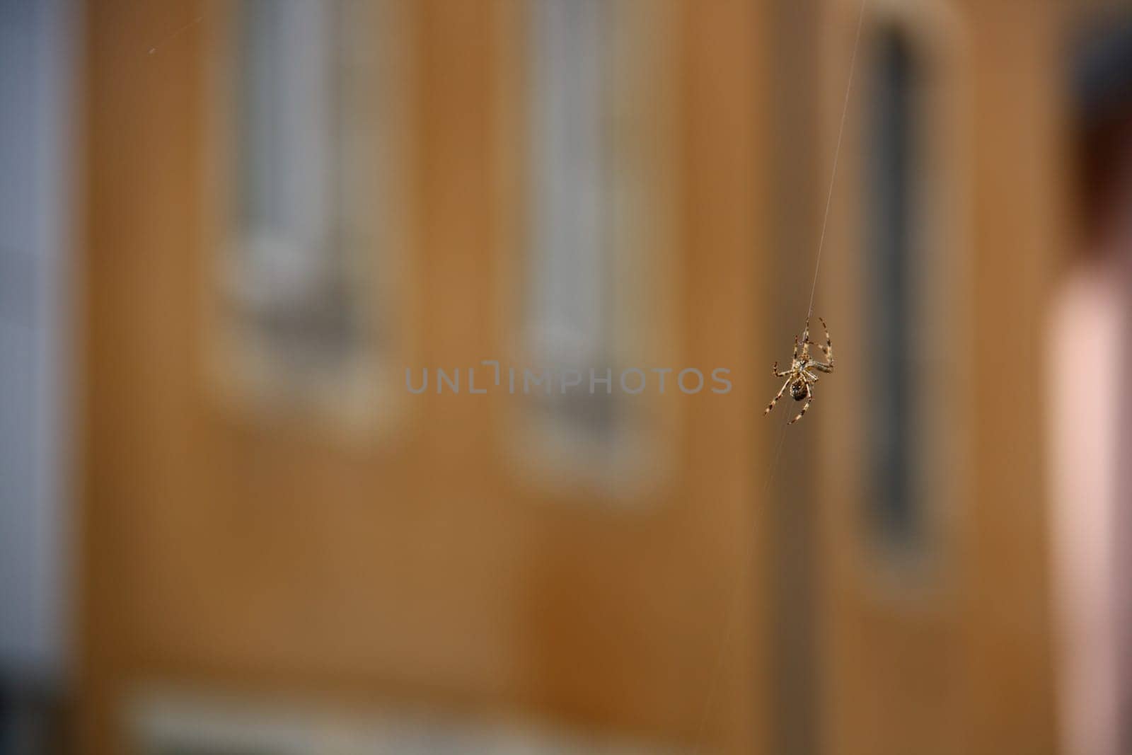 spider climbing on web in city