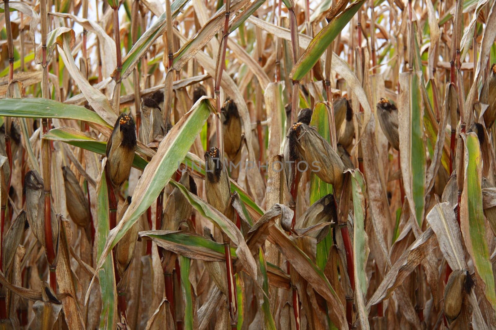 close view of corn field in France