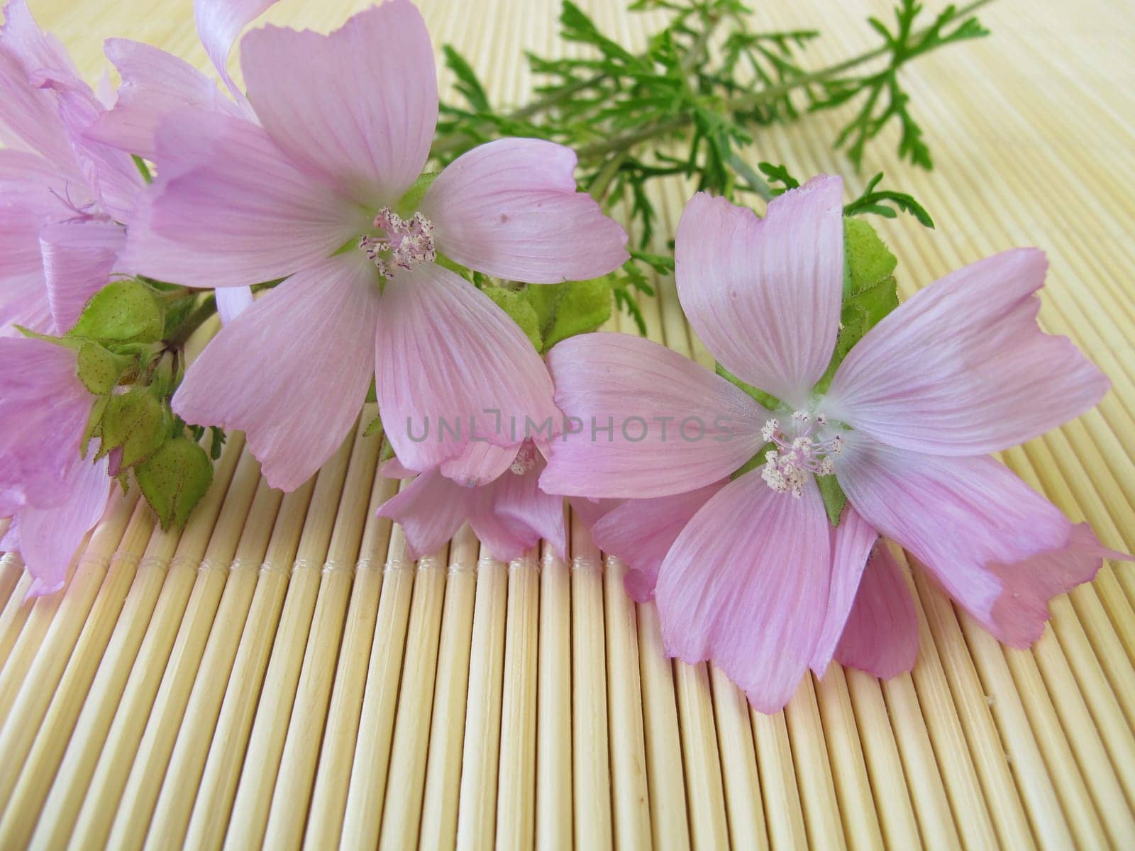 A bouquet of wild mallows