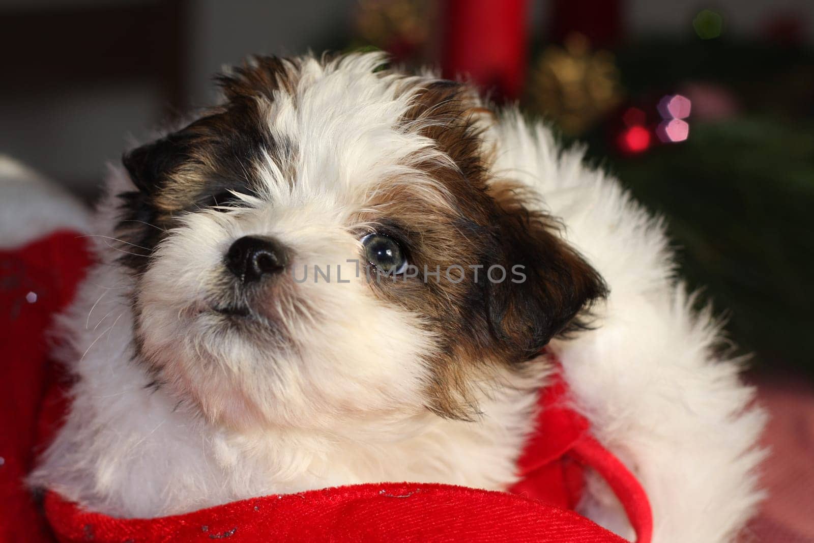 Puppy in Christmas hat