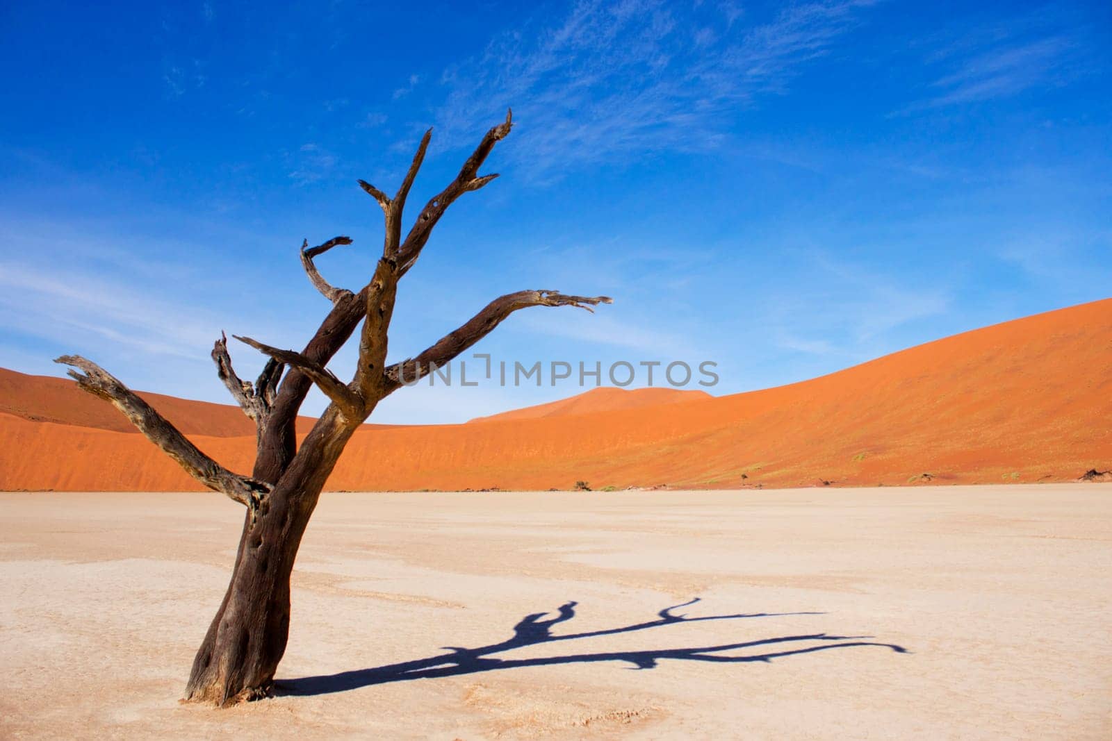 Amazing dead tree in beautiful desert.