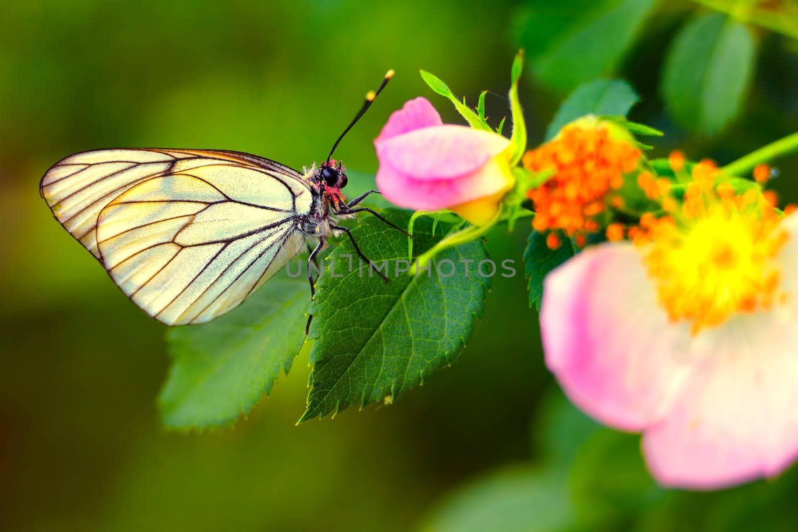 Aporia crataegi (Black-veined White) Butterfly on rose in summer.