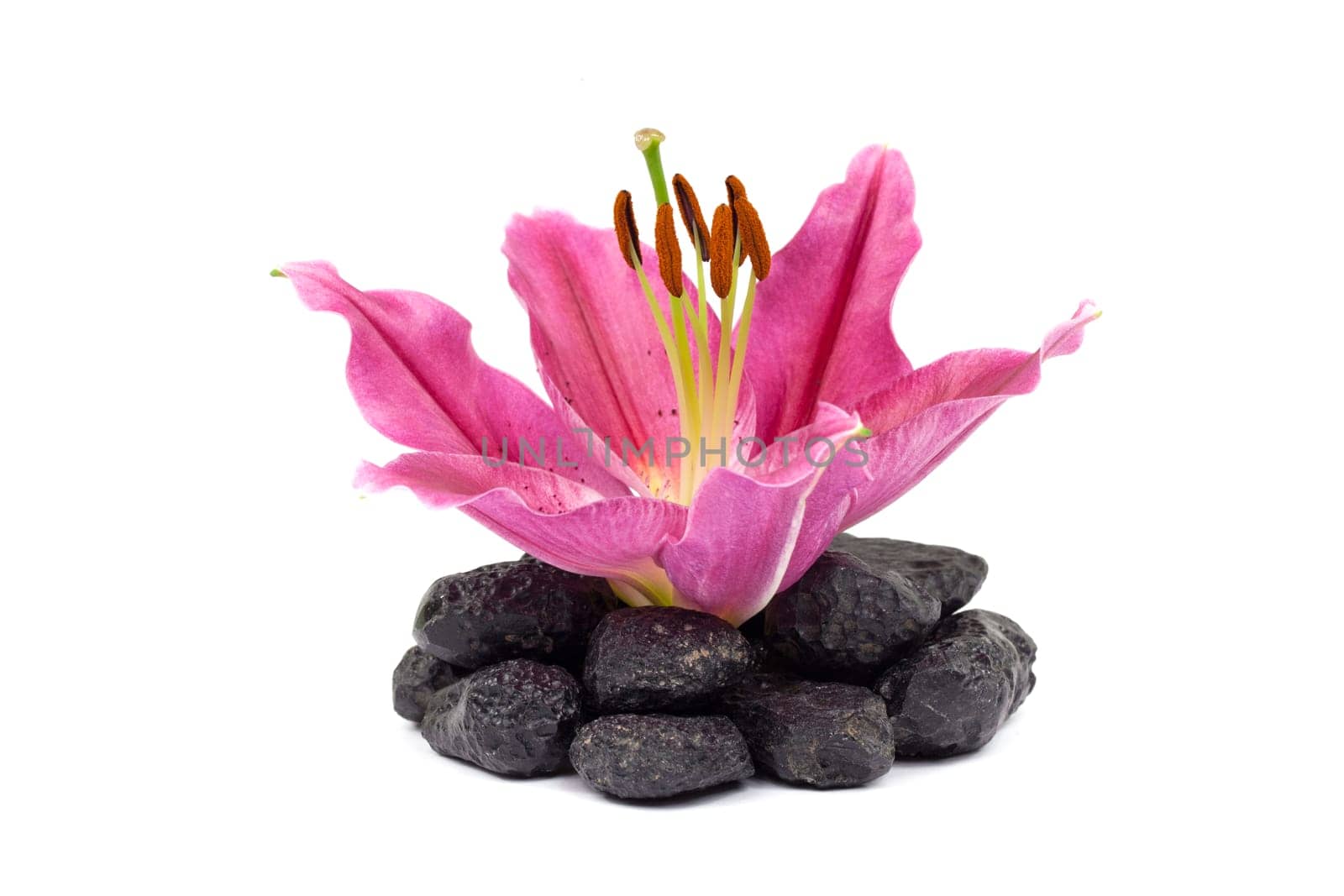 Lily,close-up of pink flower against white background