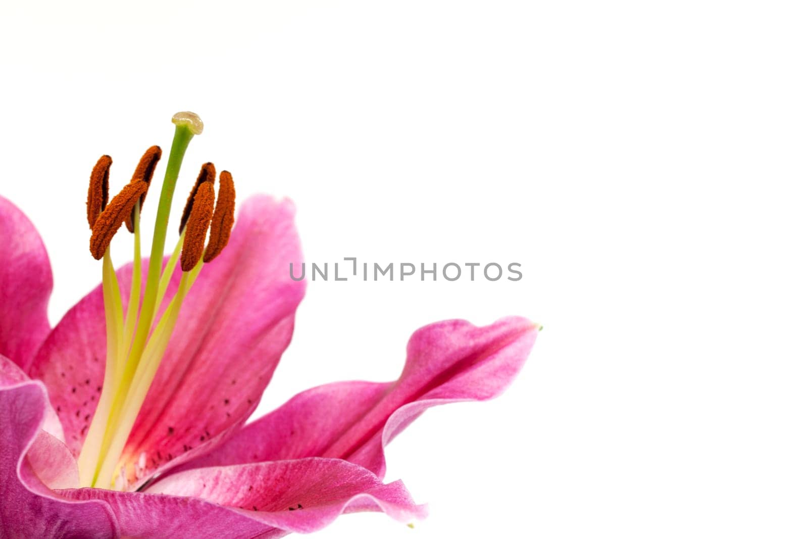 Lily,close-up of pink flower against white background