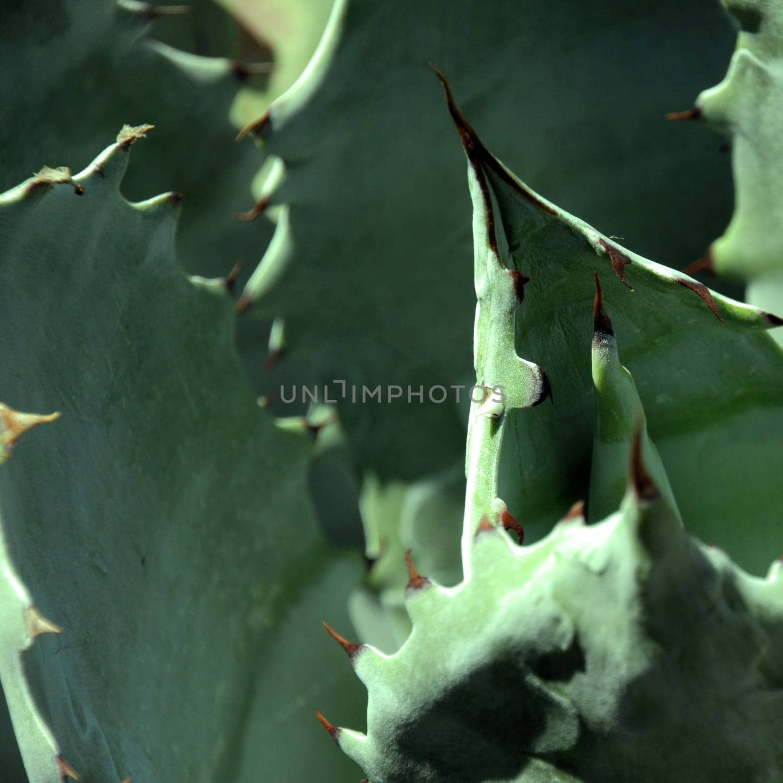 Square close-up of aloe leaves
