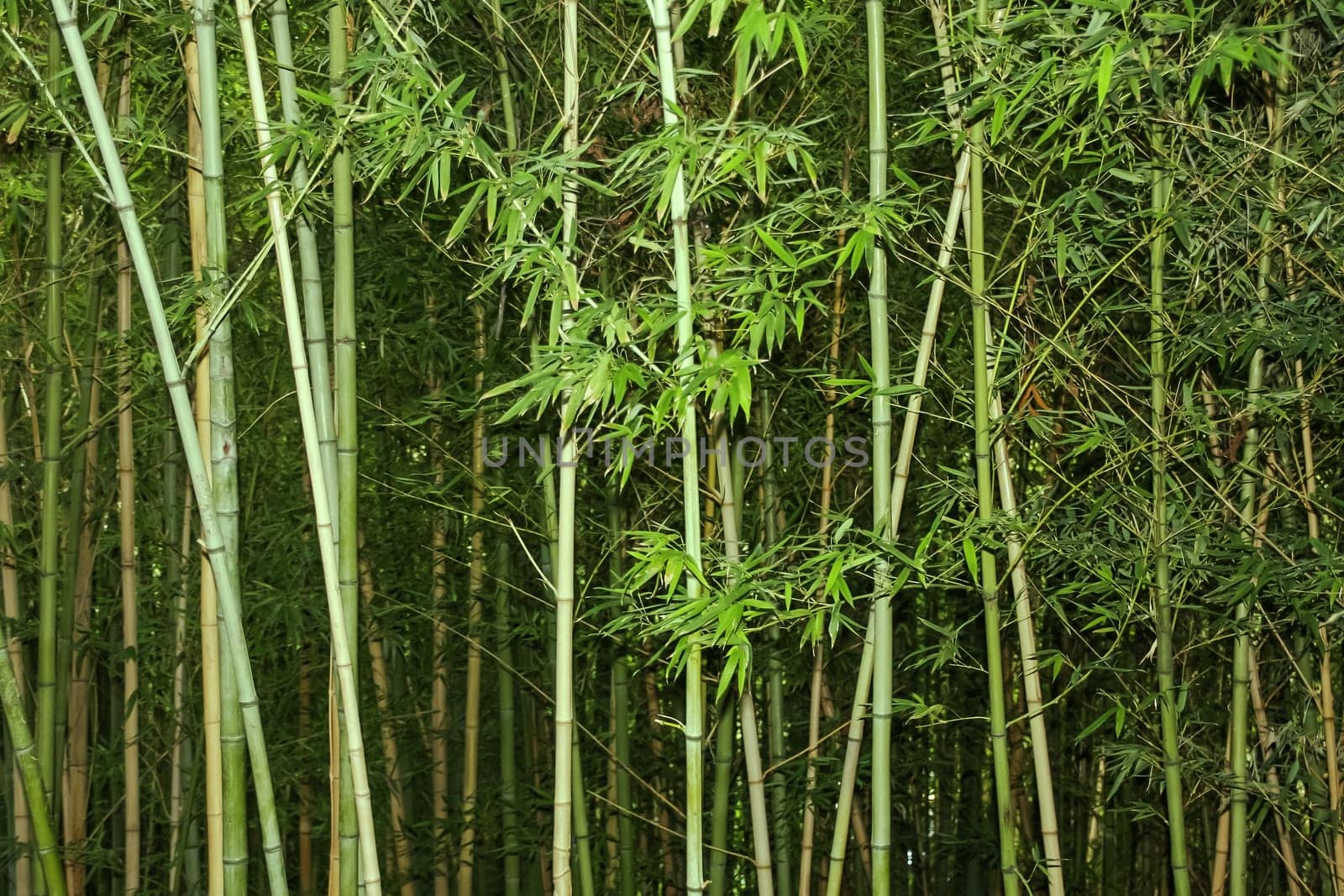 Bamboo background