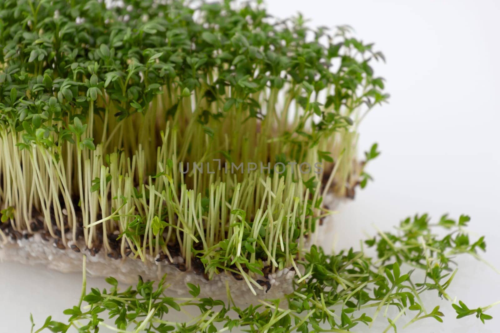 Fresh cress partly cut off with sprouts in front