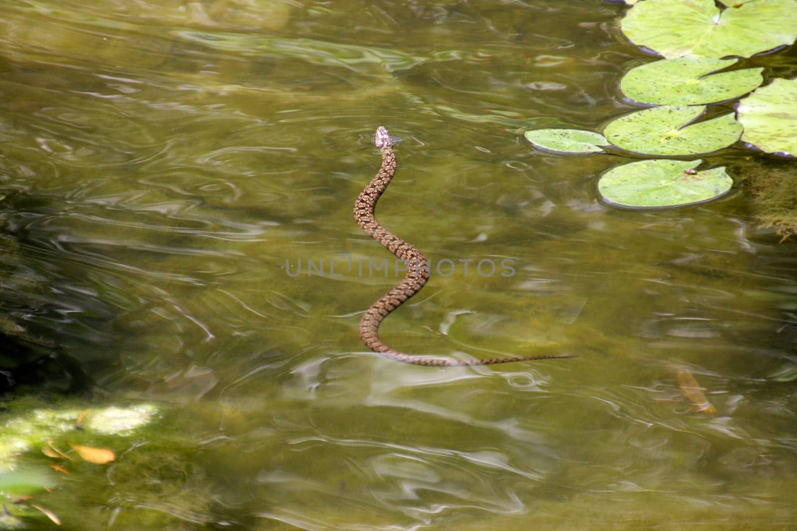 Water snake swimming in the pond from above