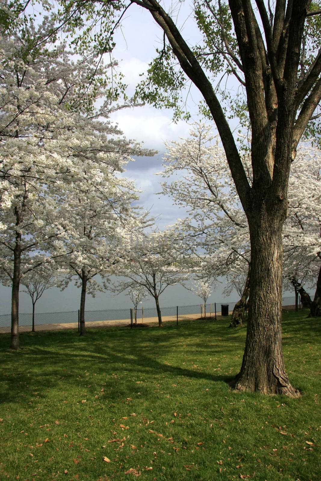 Blossoming cherry trees on the lakeshore