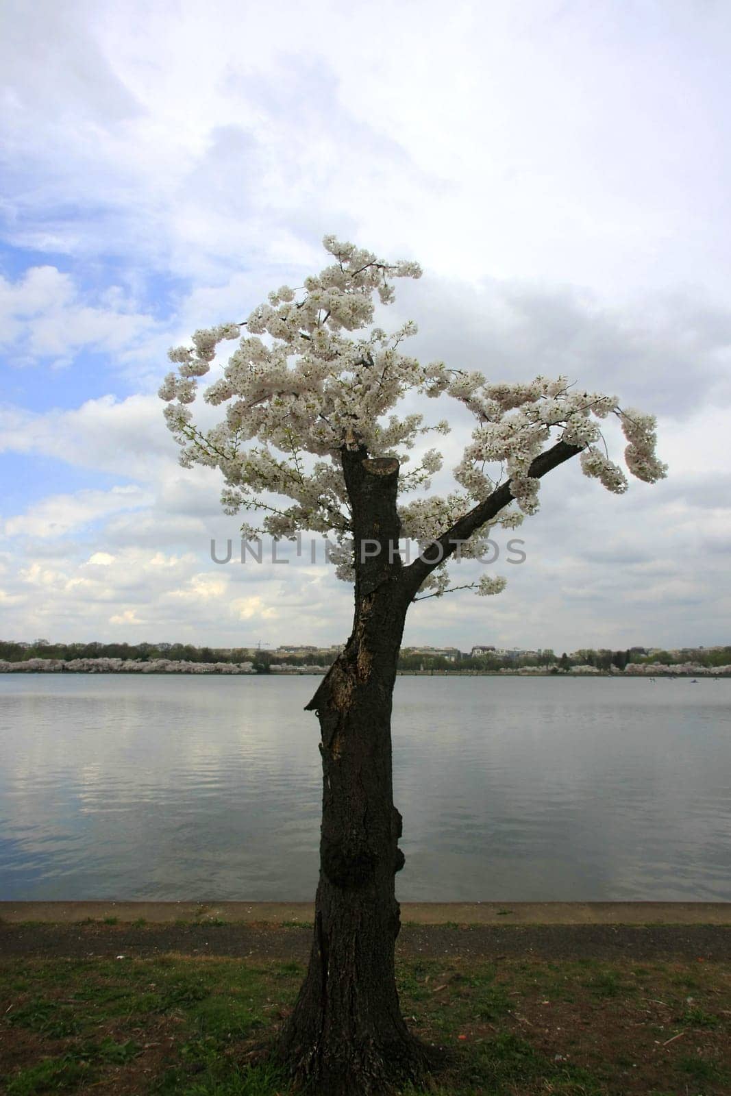 Pruned cherry tree at the lake begins to bloom