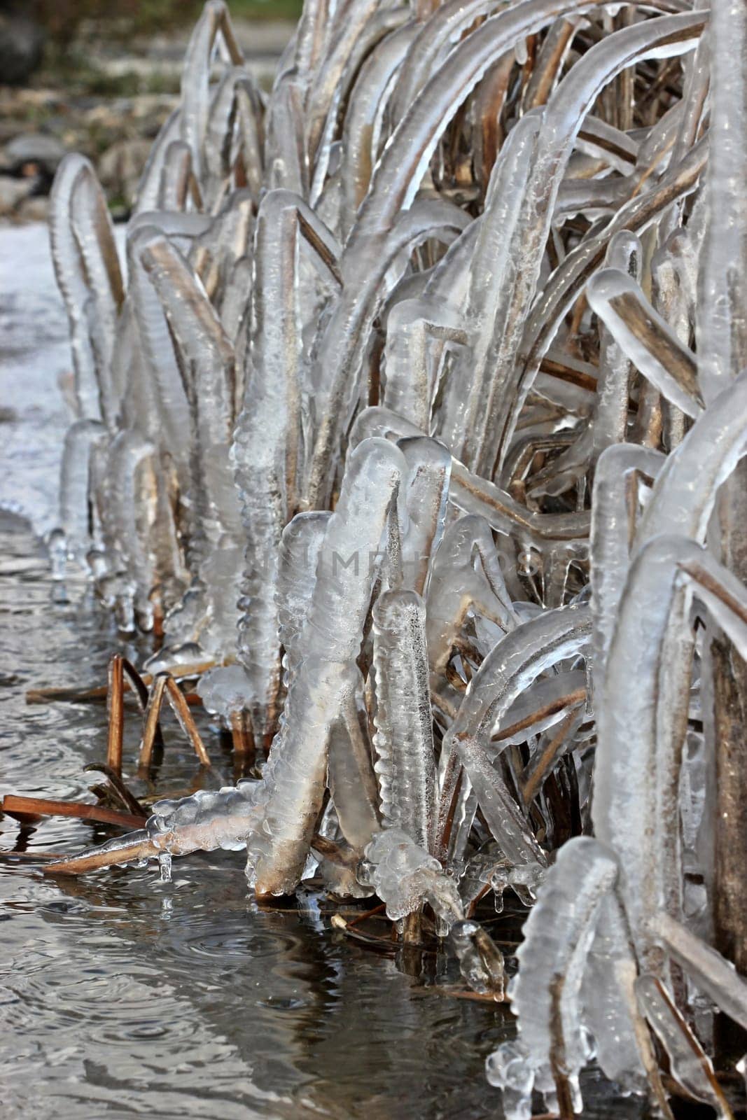 Icy stalks at frosty fountains