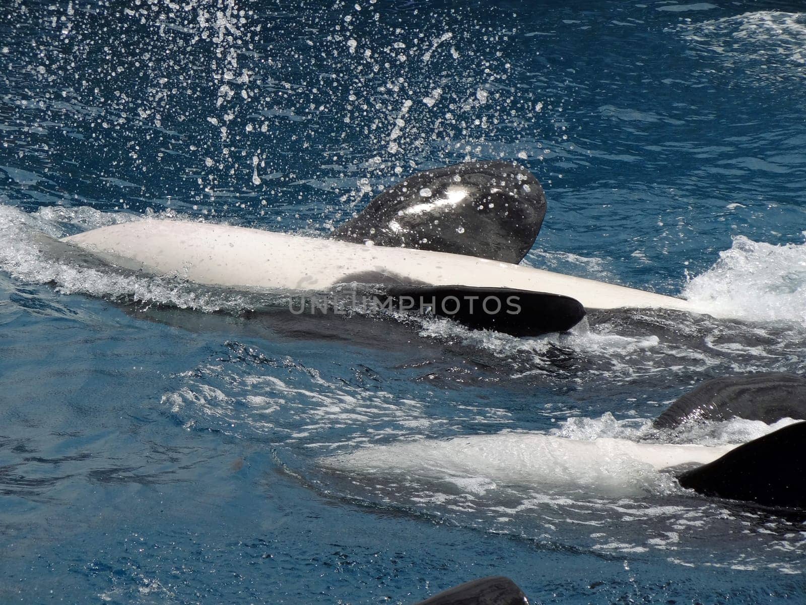 killer whales swimming on the back