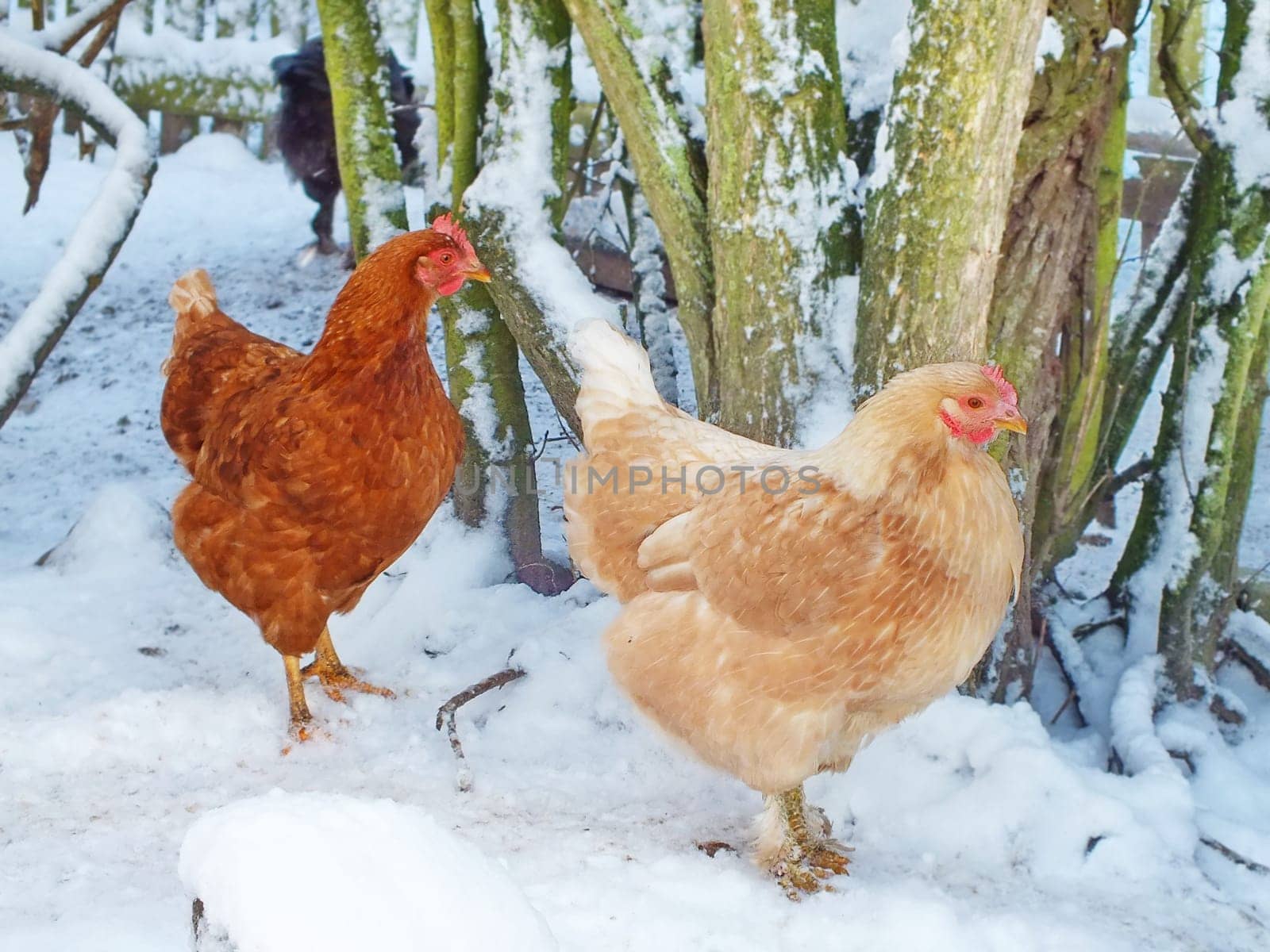 chicken