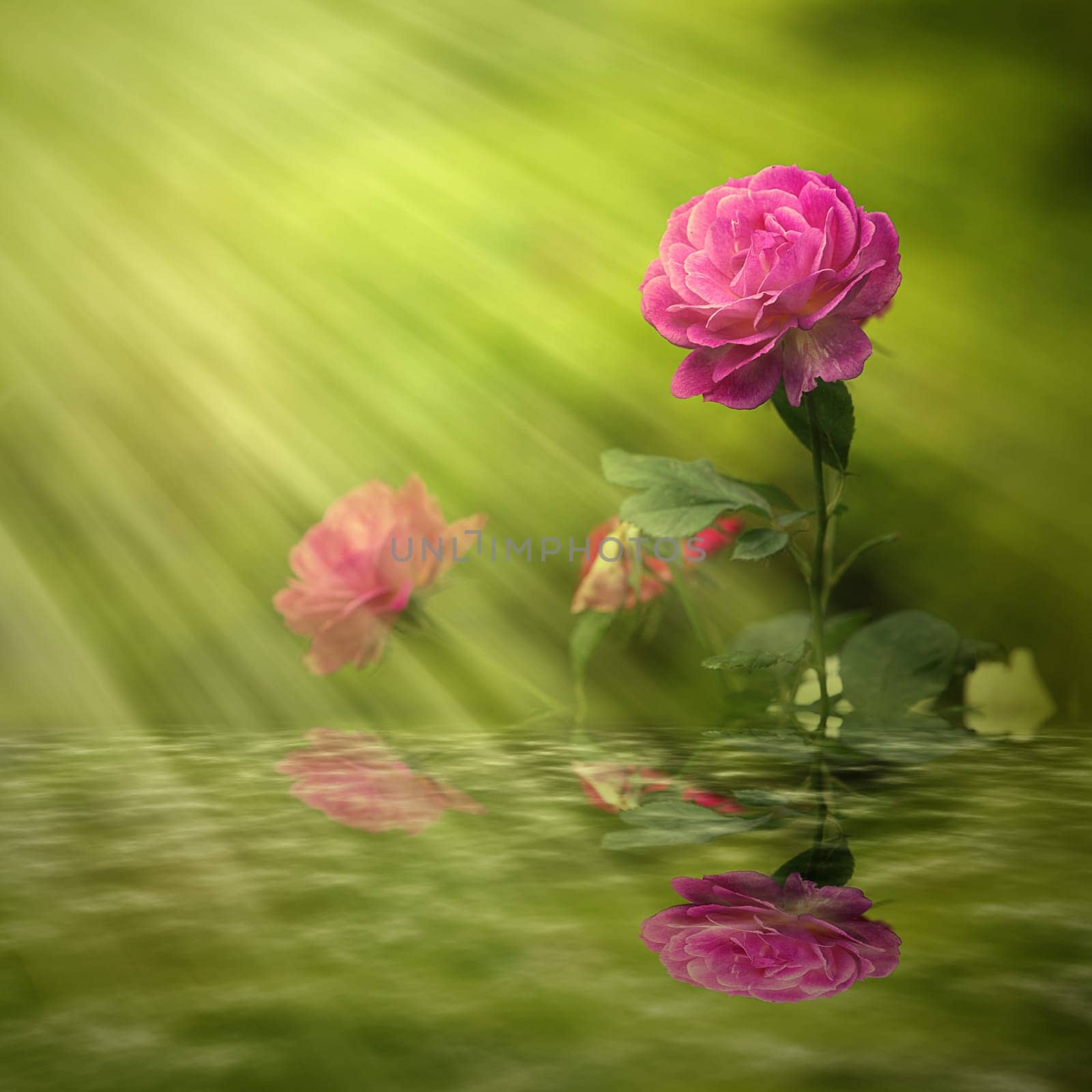 Rose with nice light for adv or others purpose use