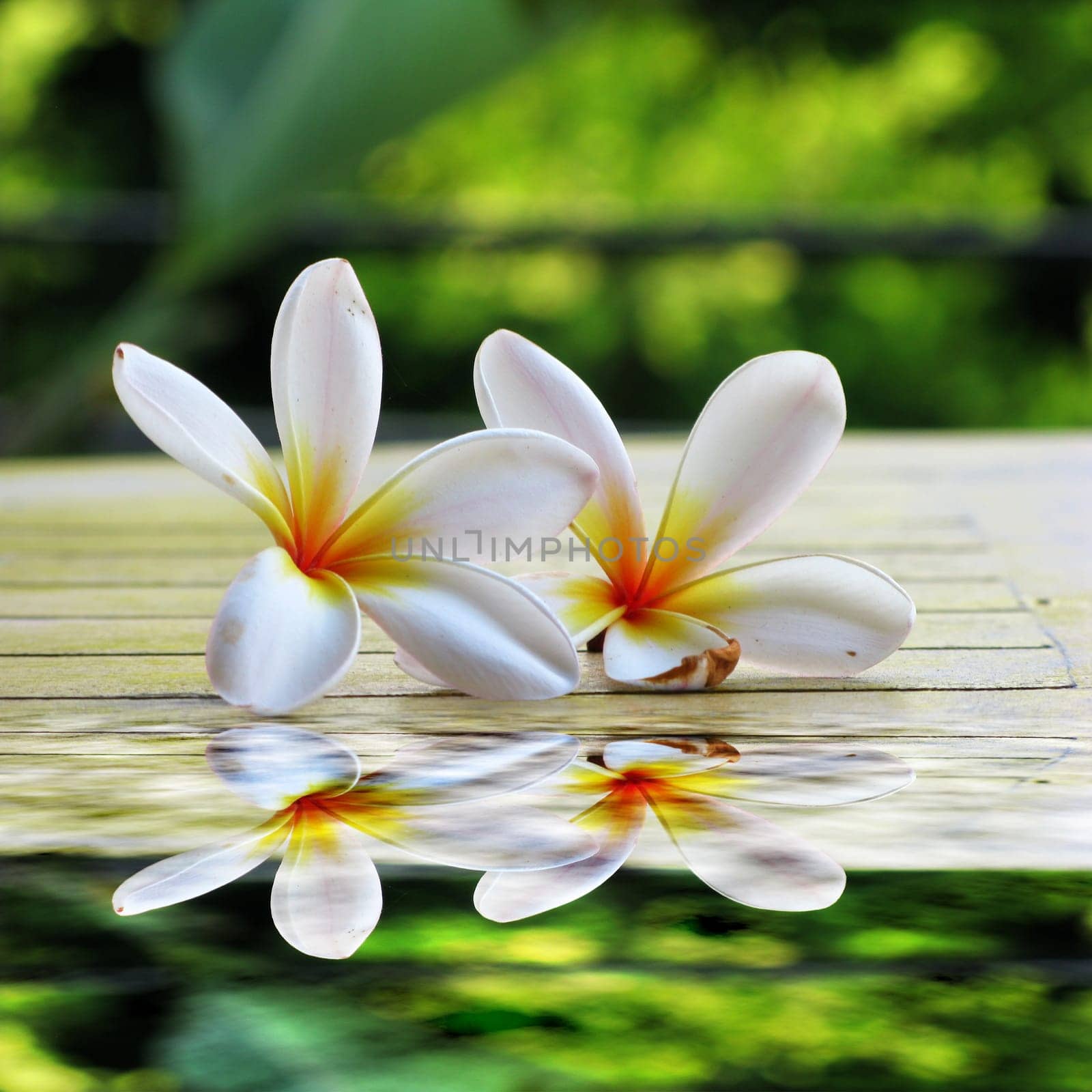 Frangipani tropical flowers from deciduous tree, plumeria