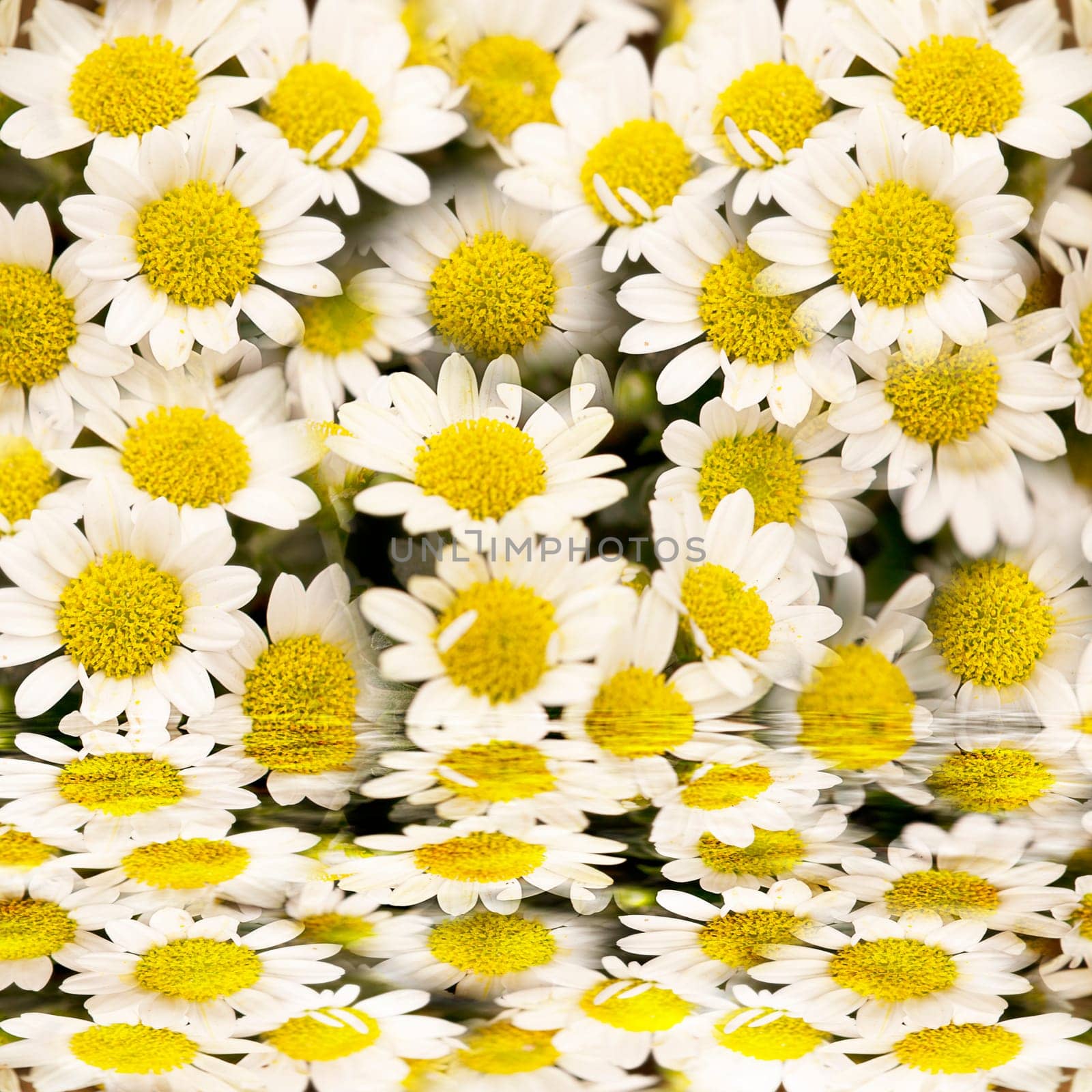 flower reflected in reflected water for adv or others purpose use
