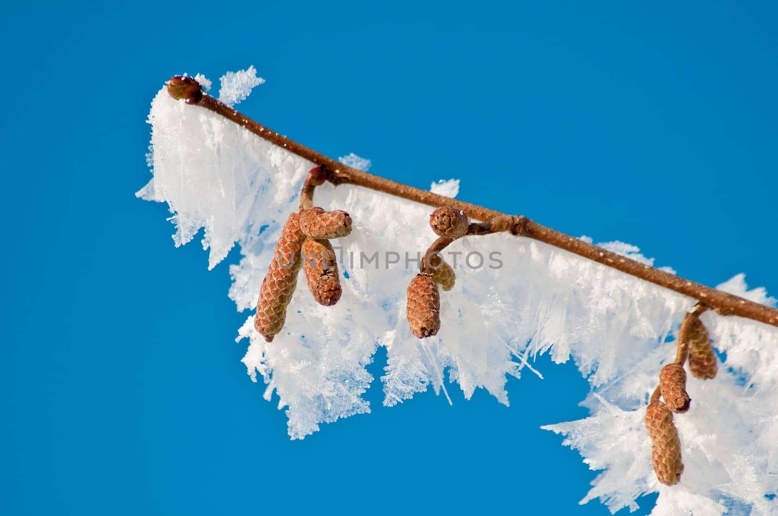 Bush with ice crystals