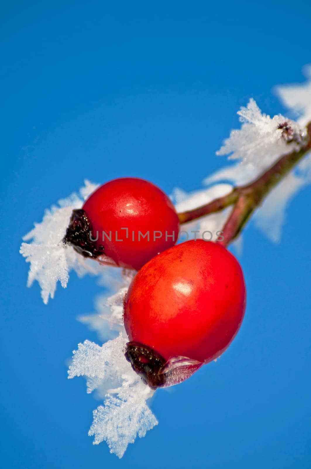 Rosehip with ice crystals