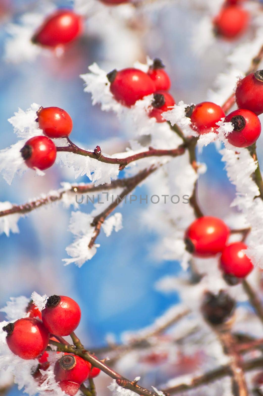 Rosehip with ice crystals
