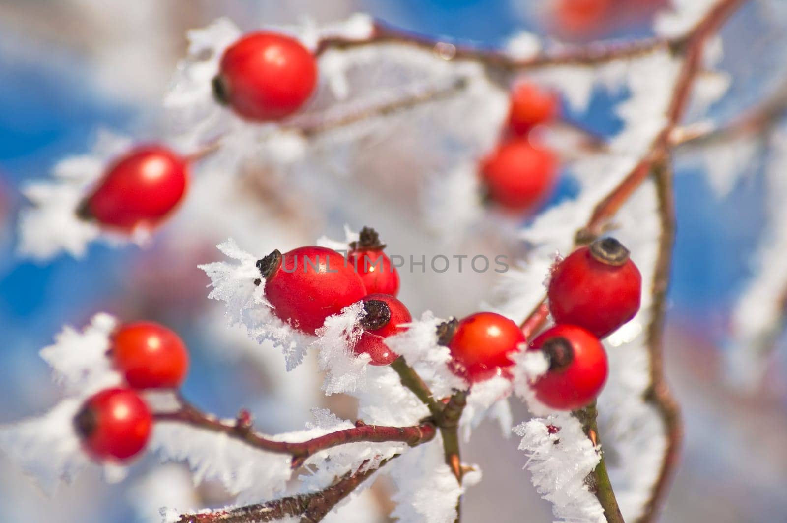 Rosehip with ice crystals
