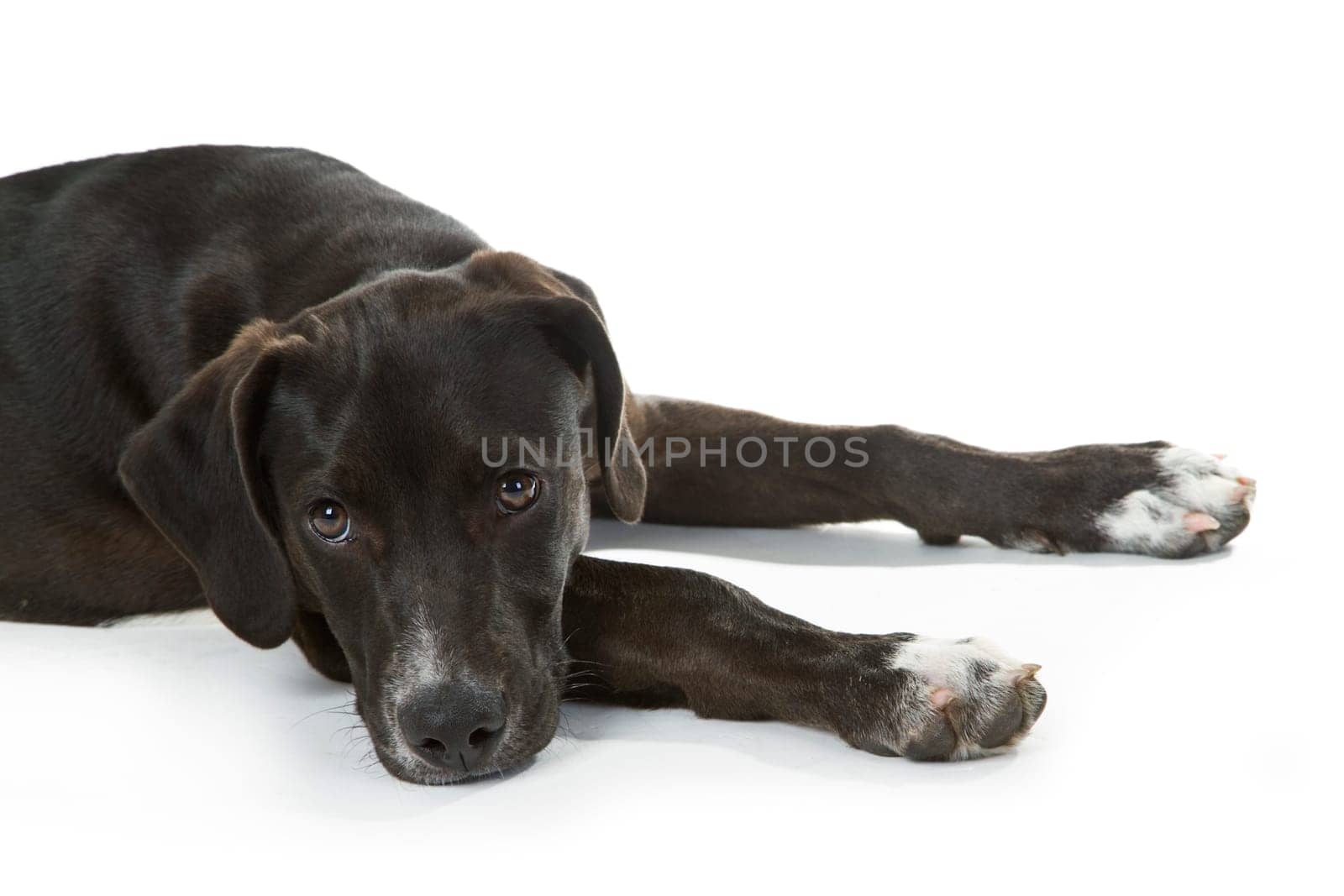 Hunting dog puppy isolated on white background