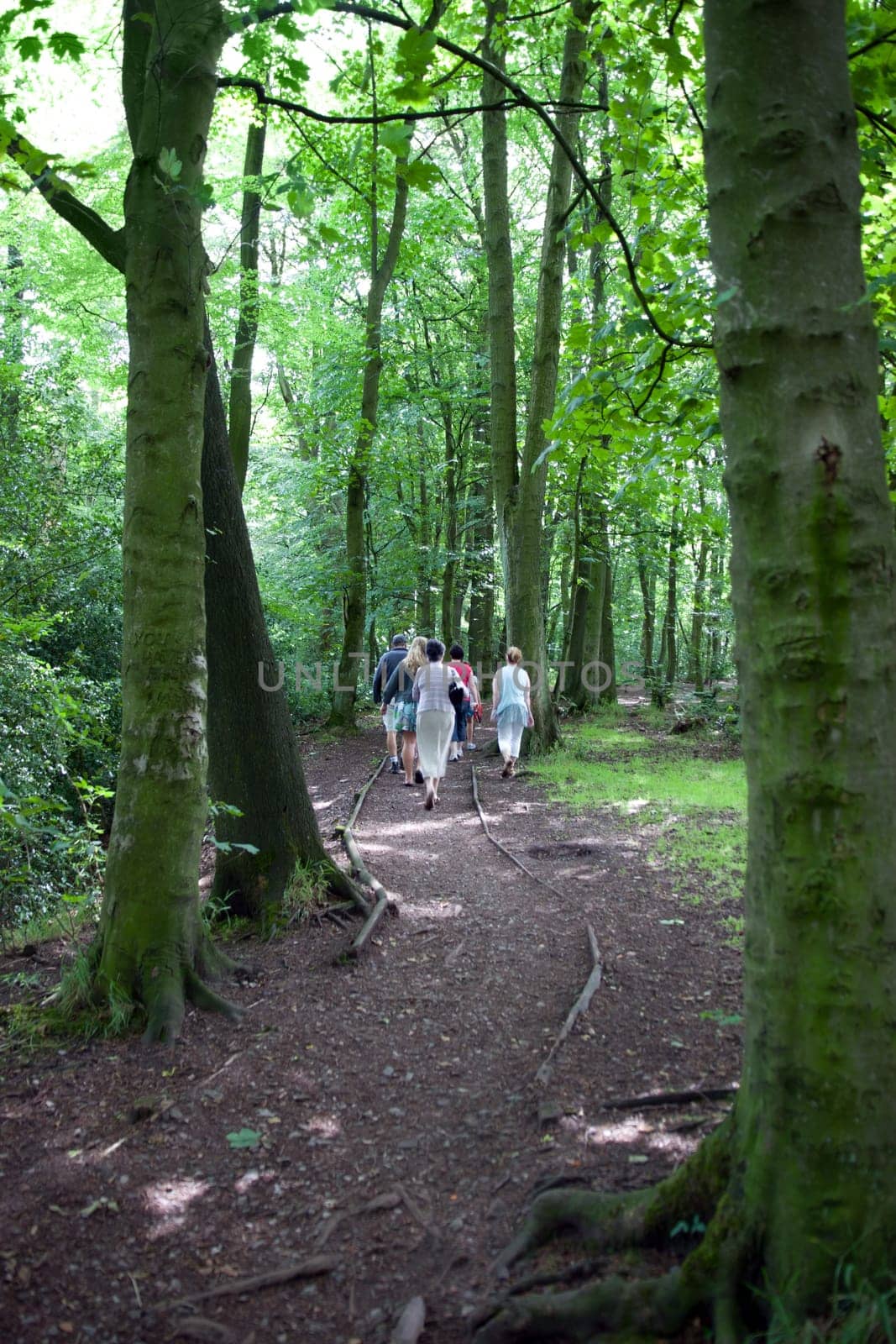 family taking a walk in mature woods in the Cheshire countryside in England
